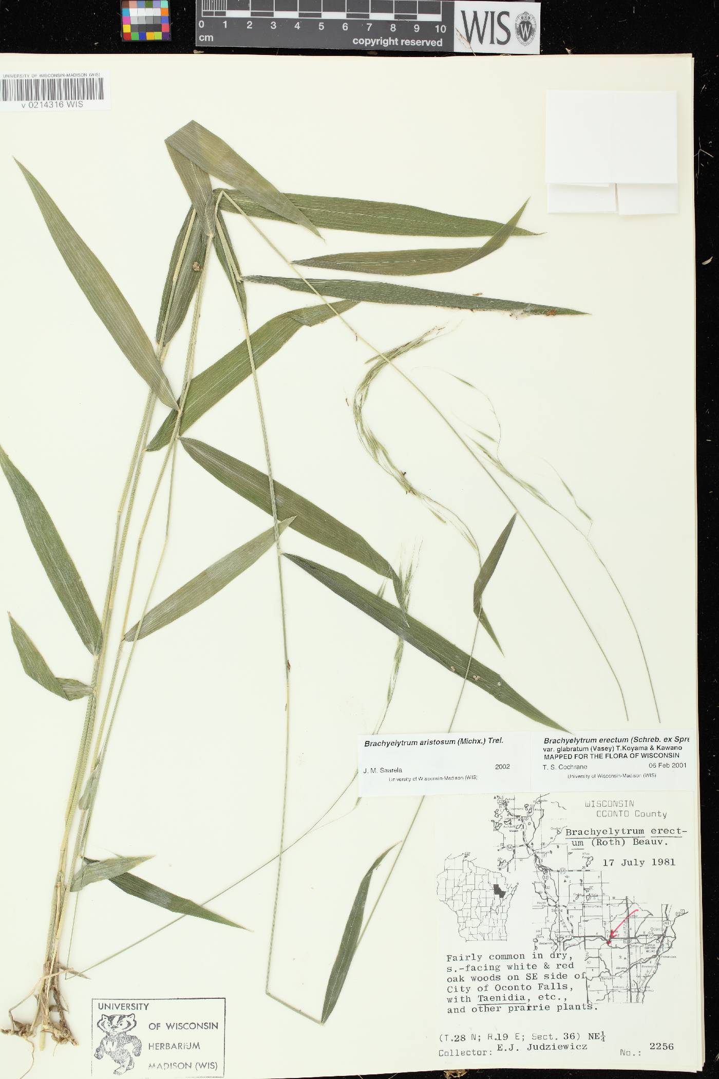 Brachyelytrum aristosum image