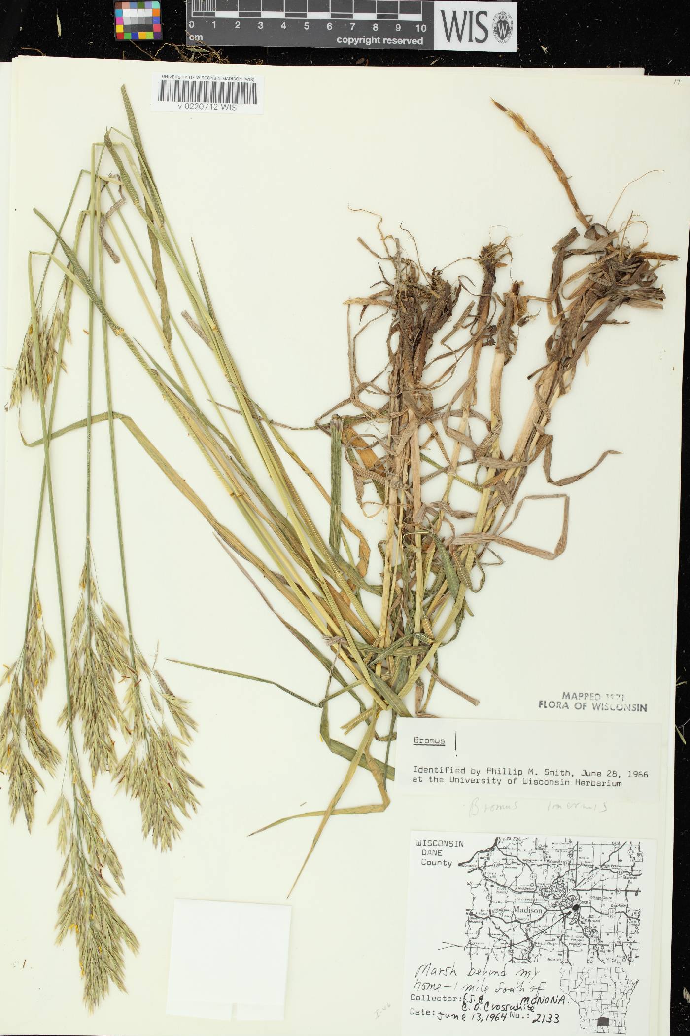 Bromus inermis image