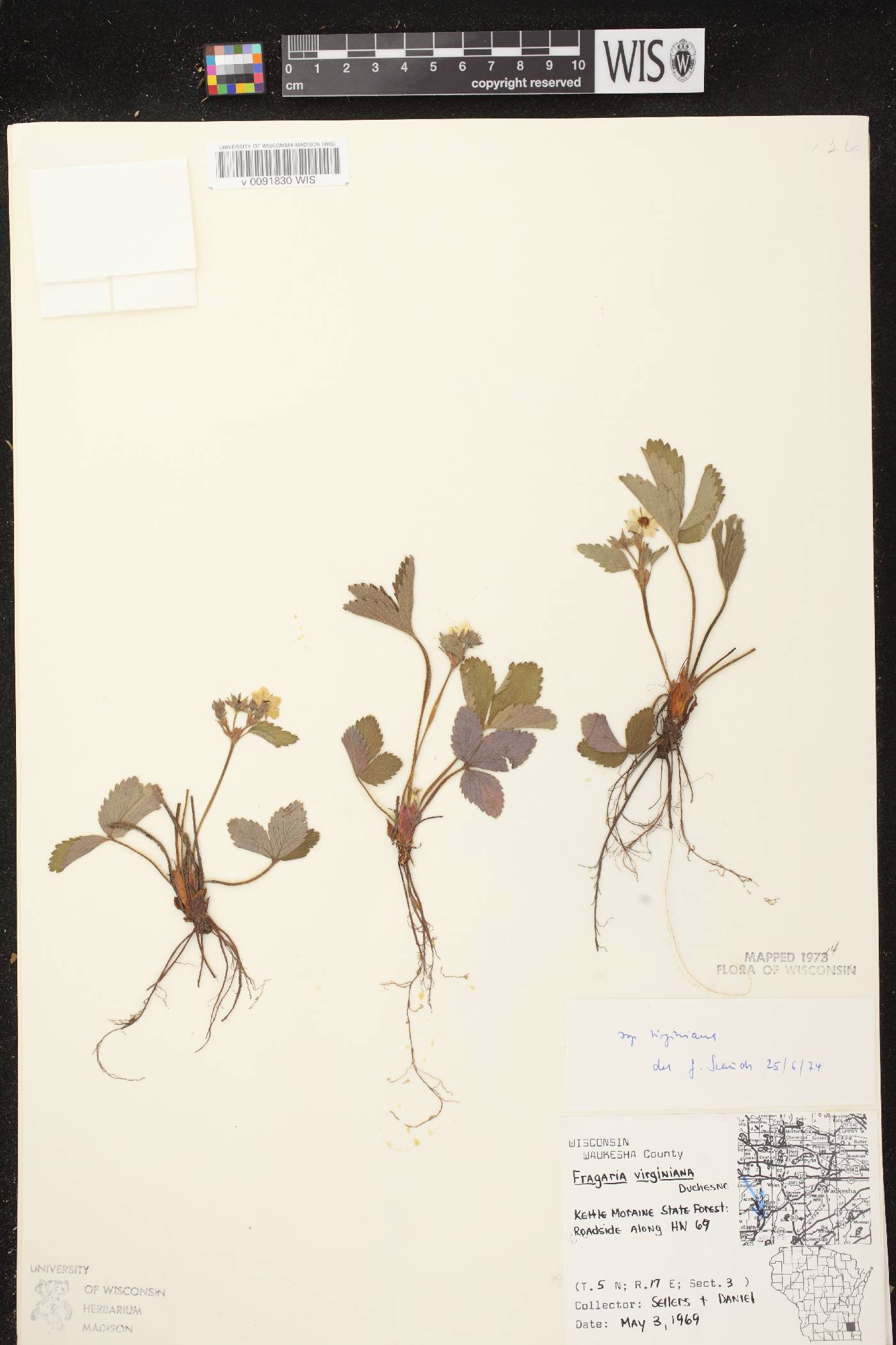 Fragaria virginiana image