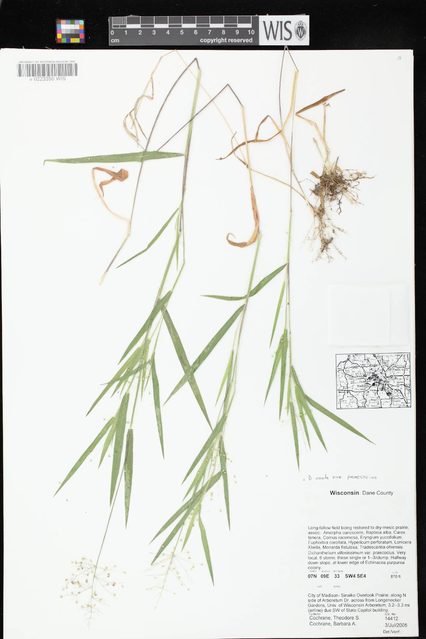 Dichanthelium villosissimum var. praecocius image