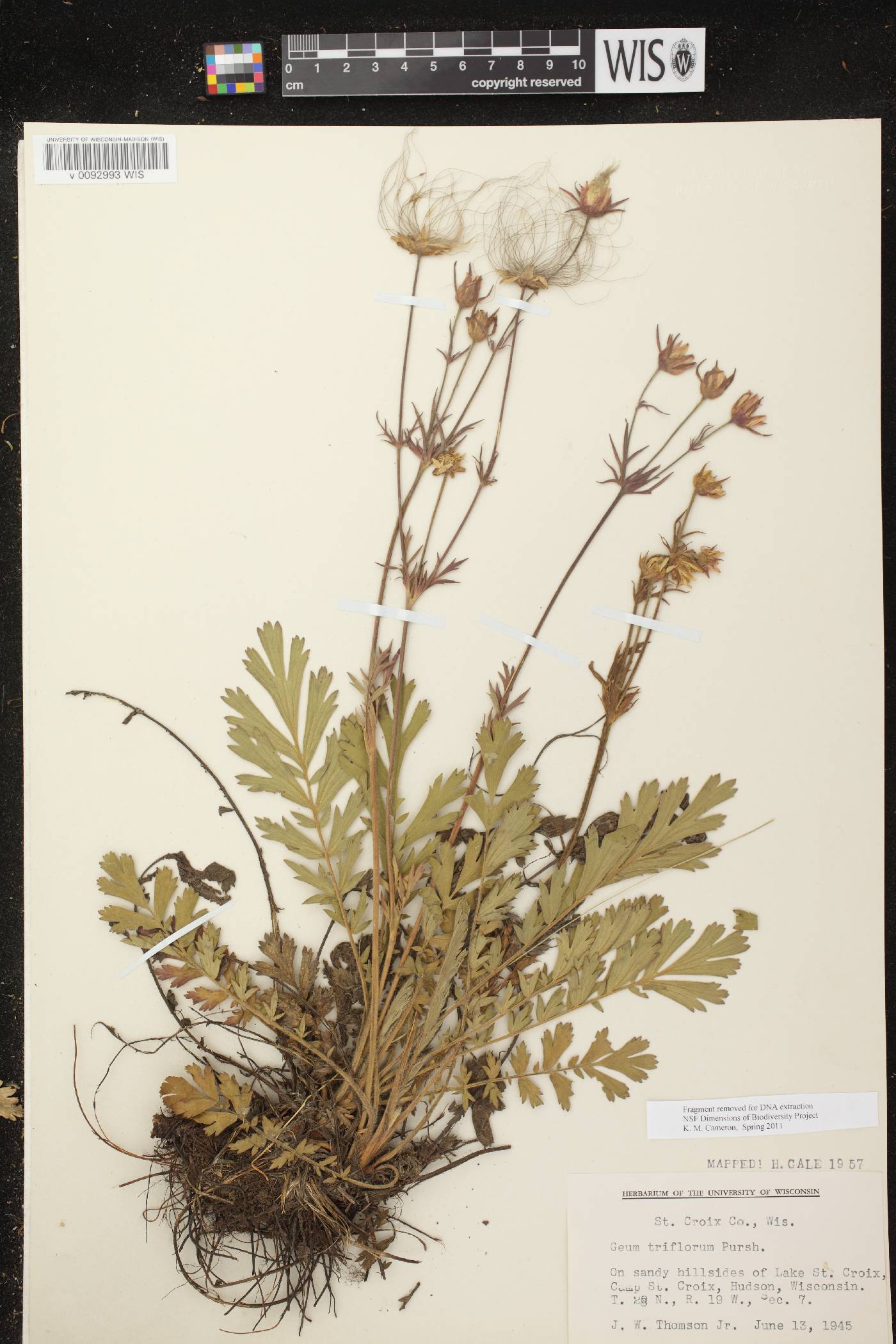 Geum triflorum var. triflorum image