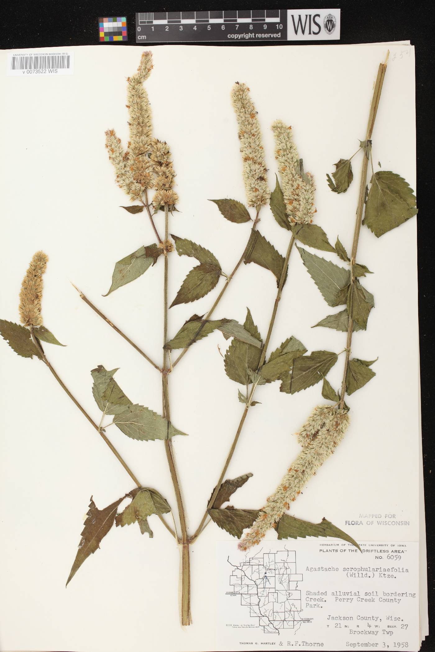 Agastache scrophulariifolia image