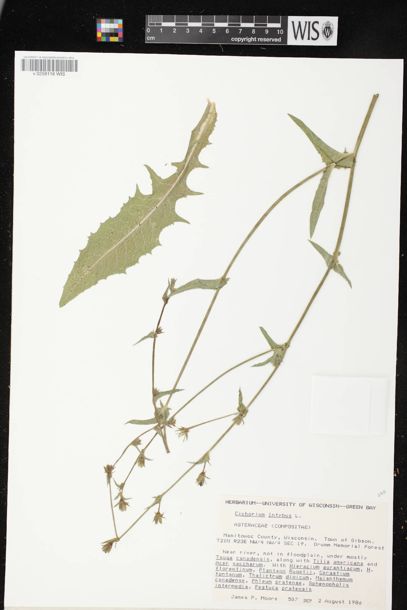 Cichorium intybus image