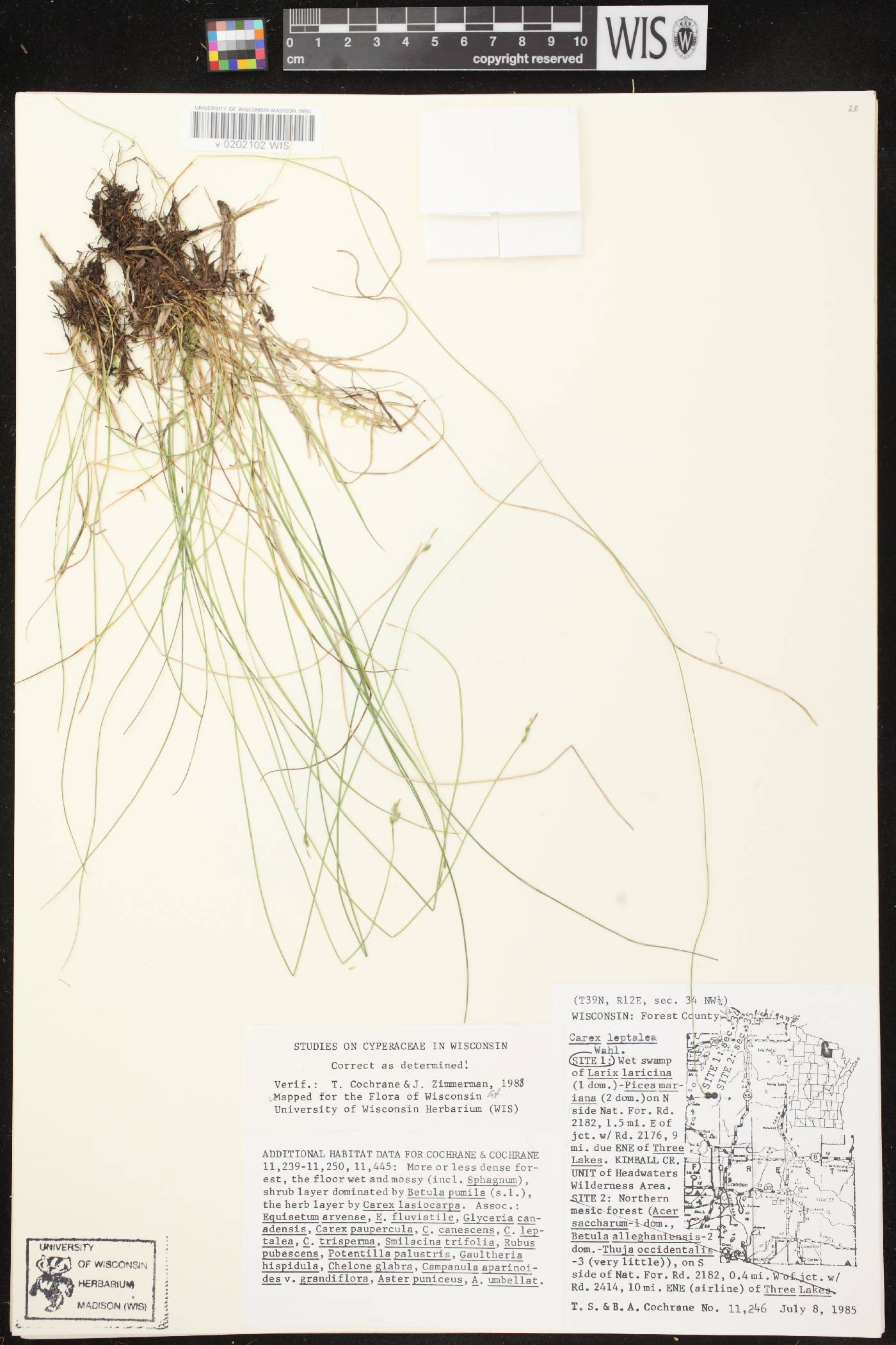 Carex leptalea subsp. leptalea image