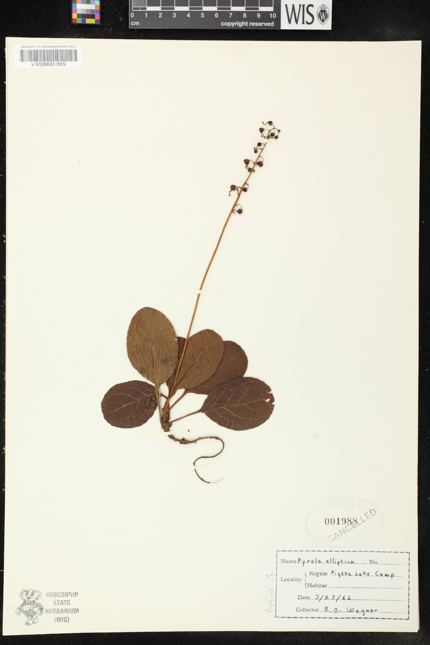 Pyrola elliptica image