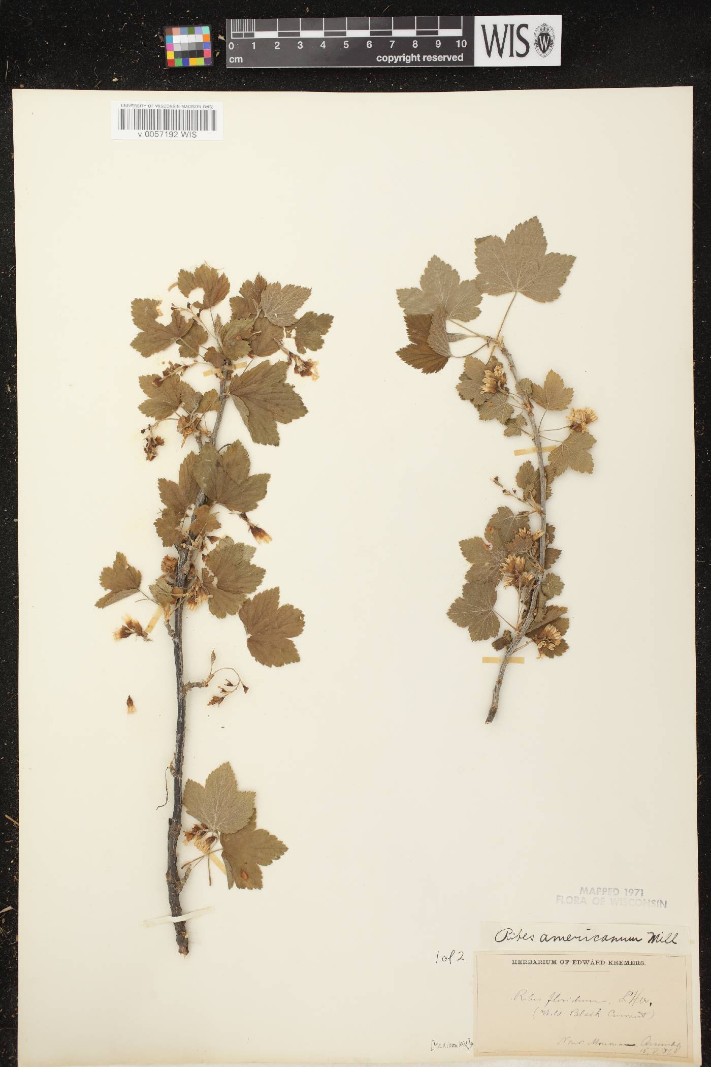 Ribes americanum image