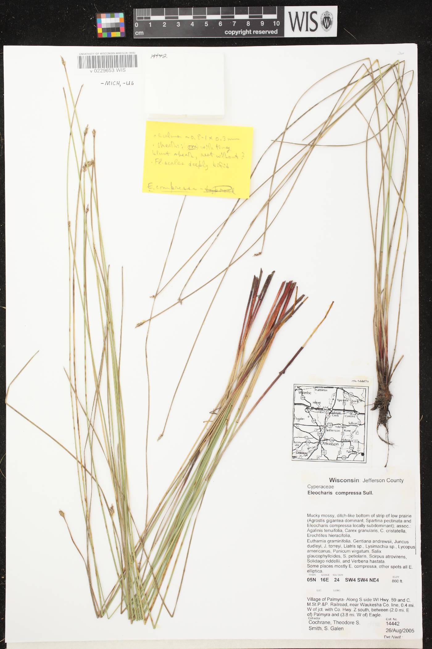 Eleocharis compressa var. compressa image