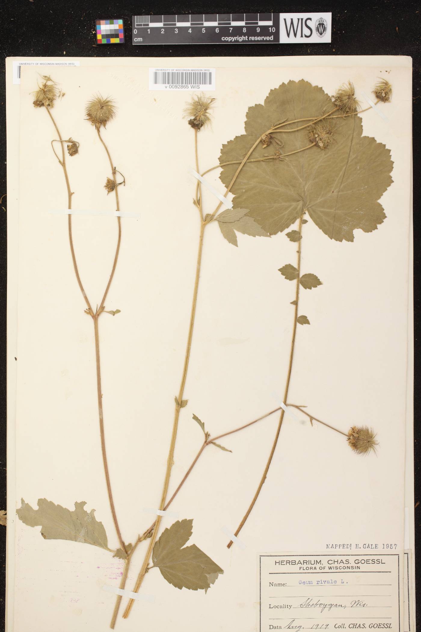 Geum rivale image