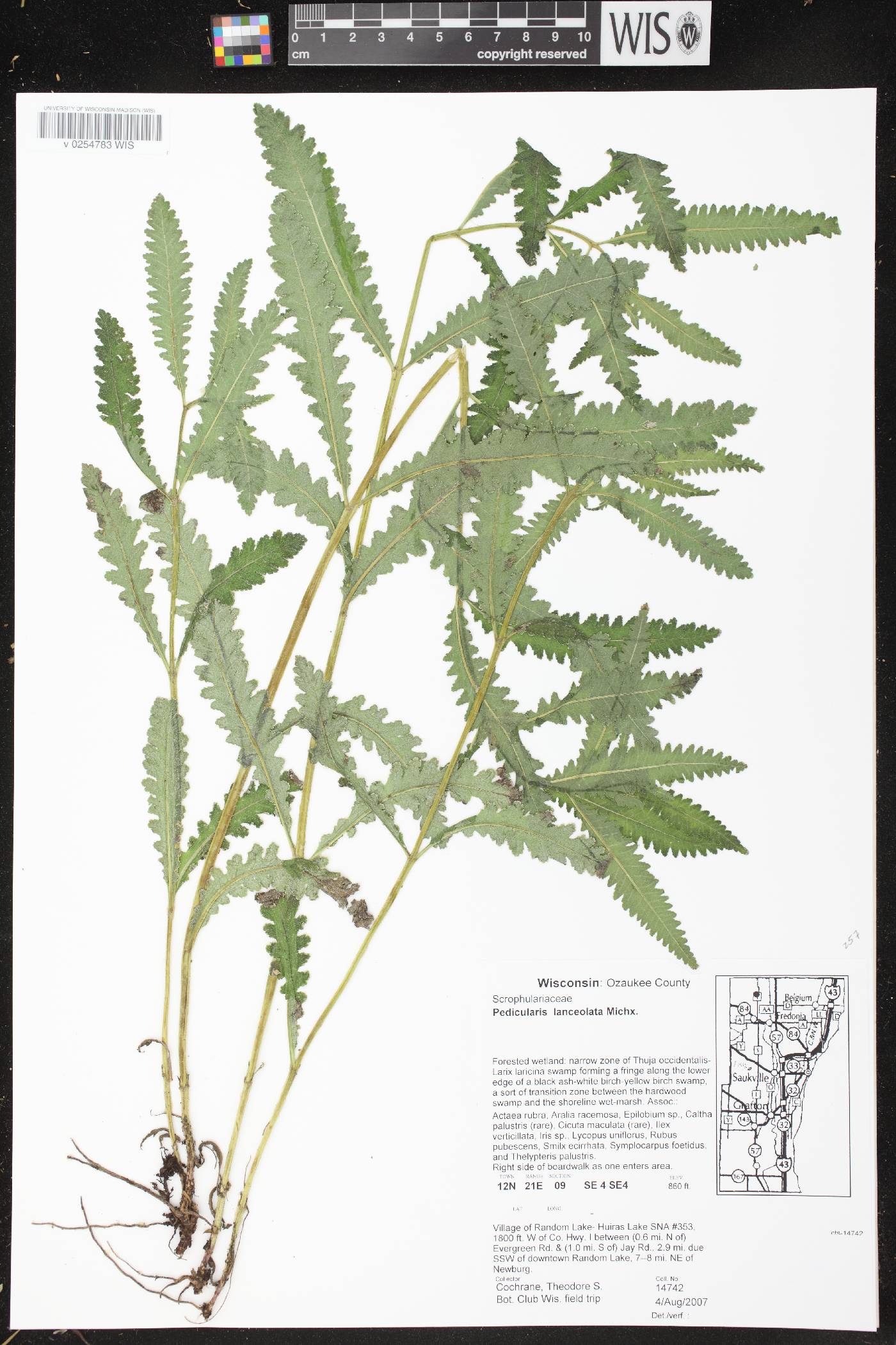 Pedicularis lanceolata image