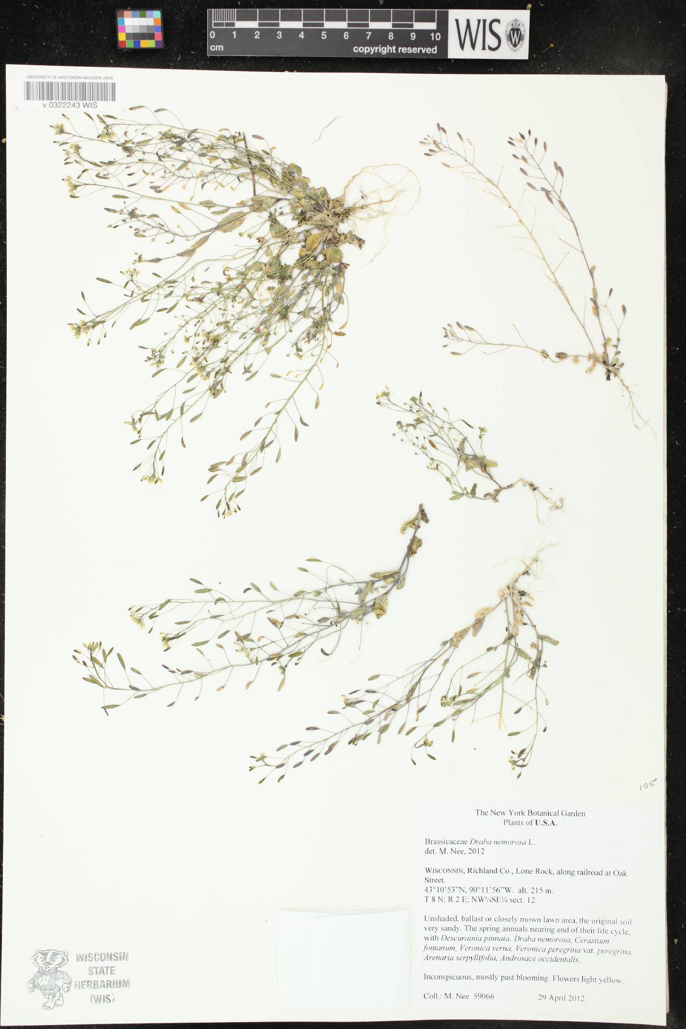 Draba nemorosa image