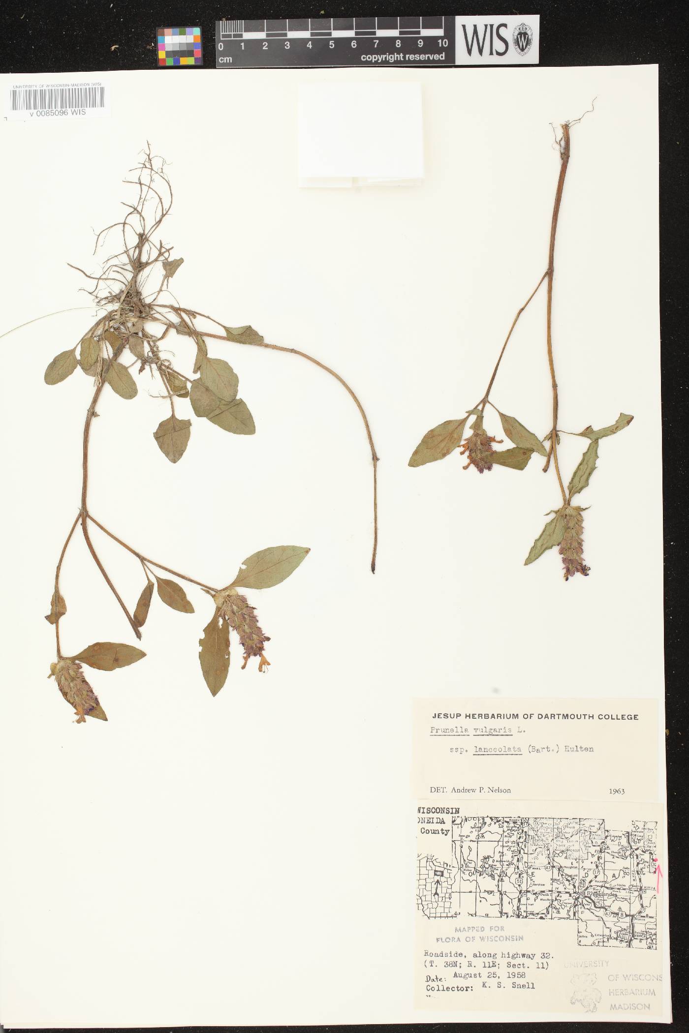 Prunella vulgaris image