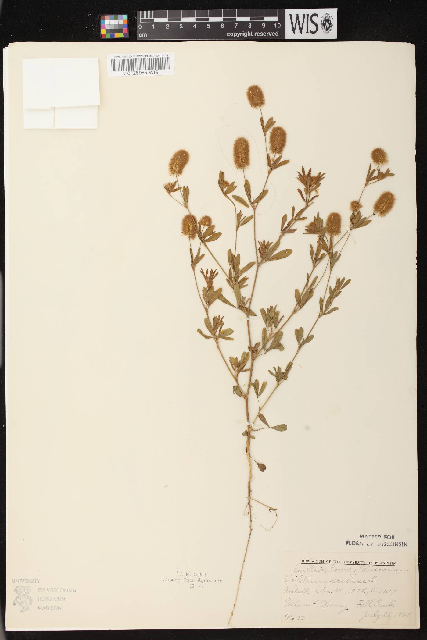Trifolium arvense image