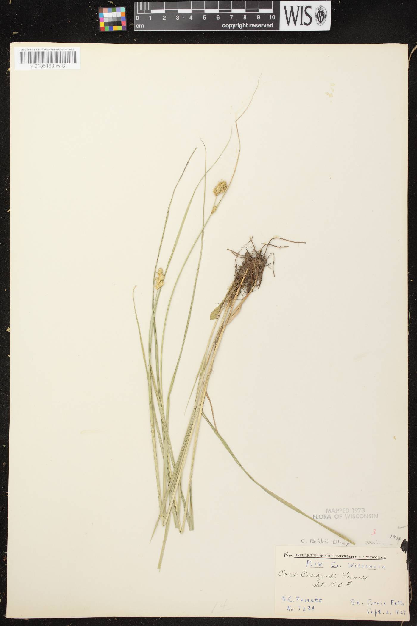 Carex bebbii image
