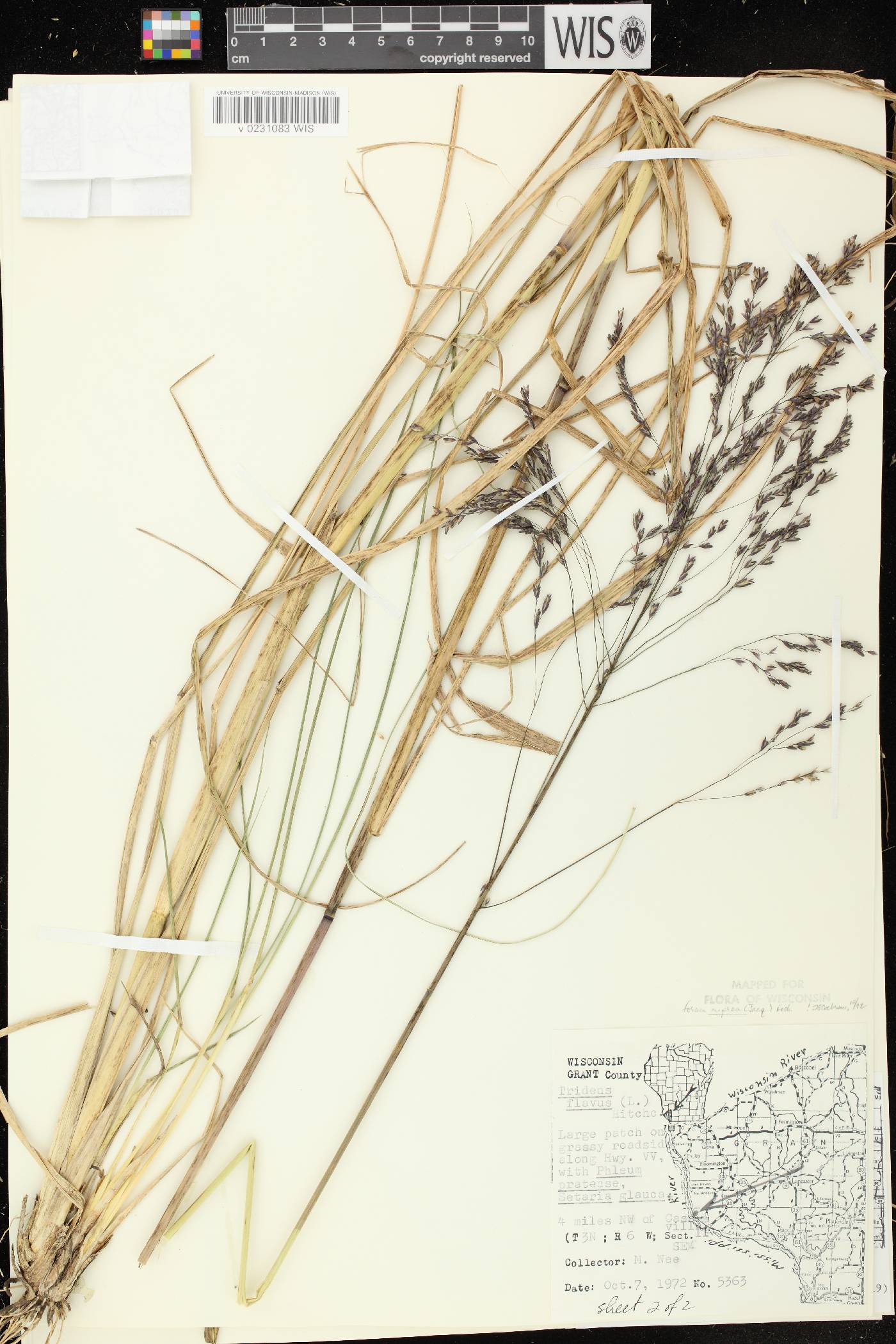 Tridens flavus image