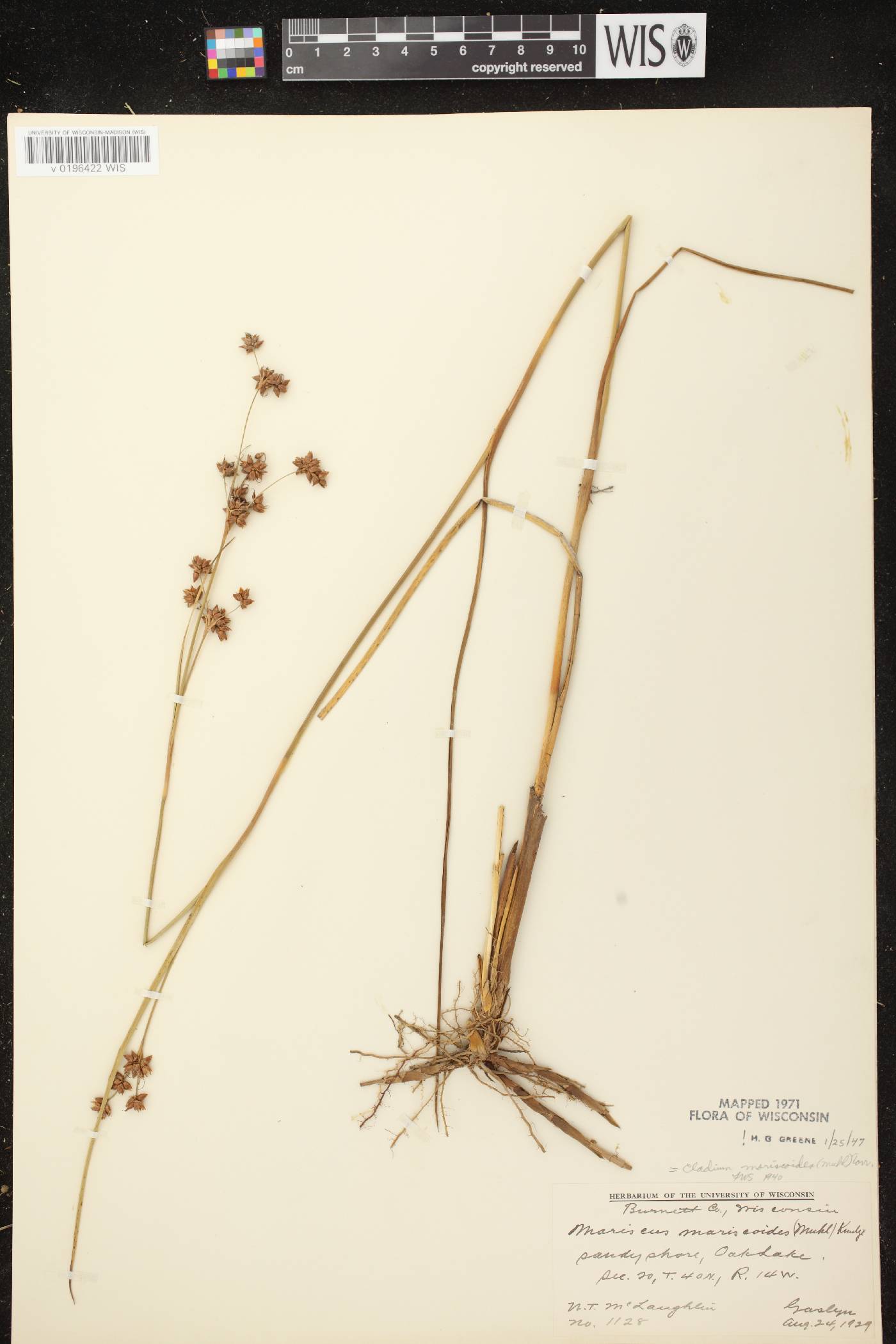 Cladium mariscoides image