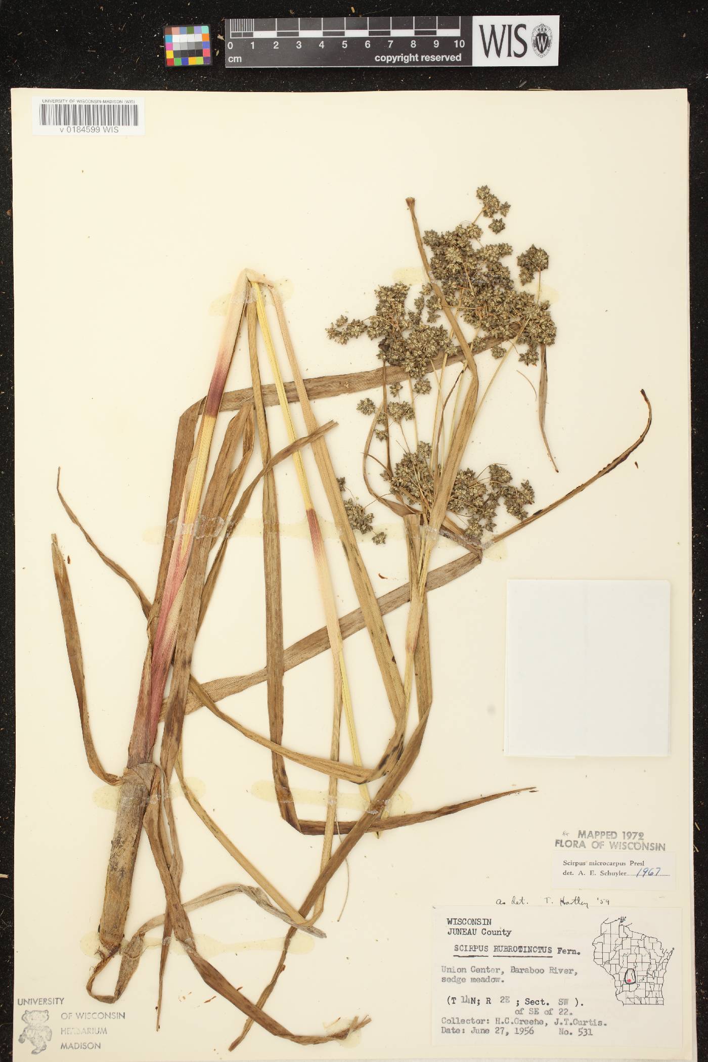 Scirpus microcarpus image