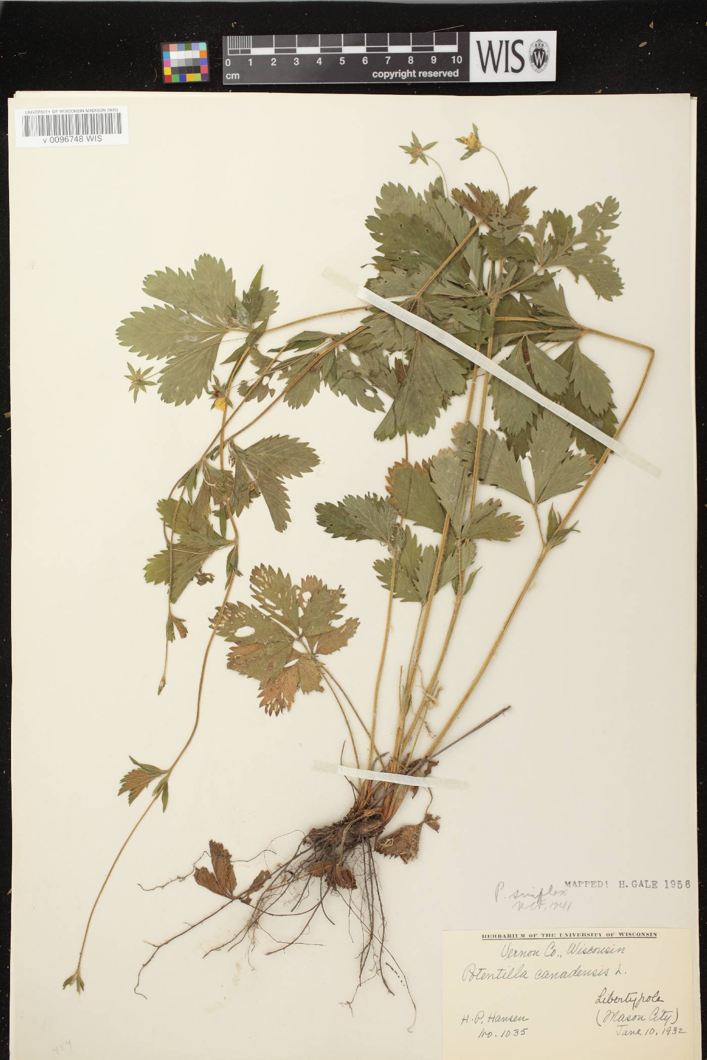 Potentilla simplex image