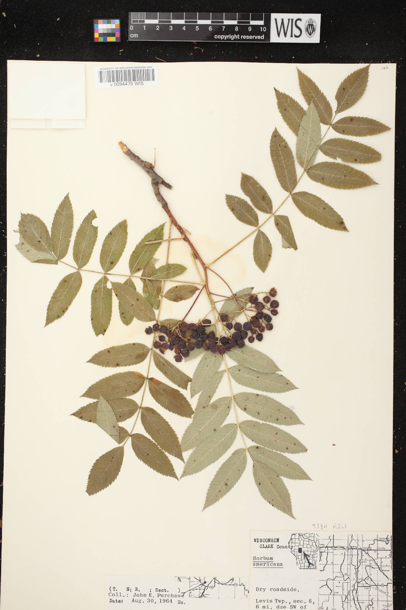 Sorbus americana image