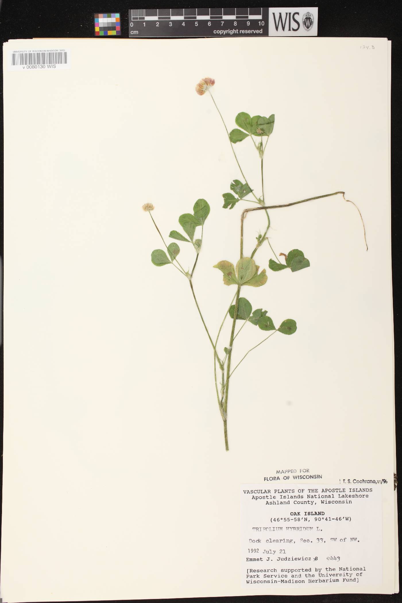 Trifolium hybridum image