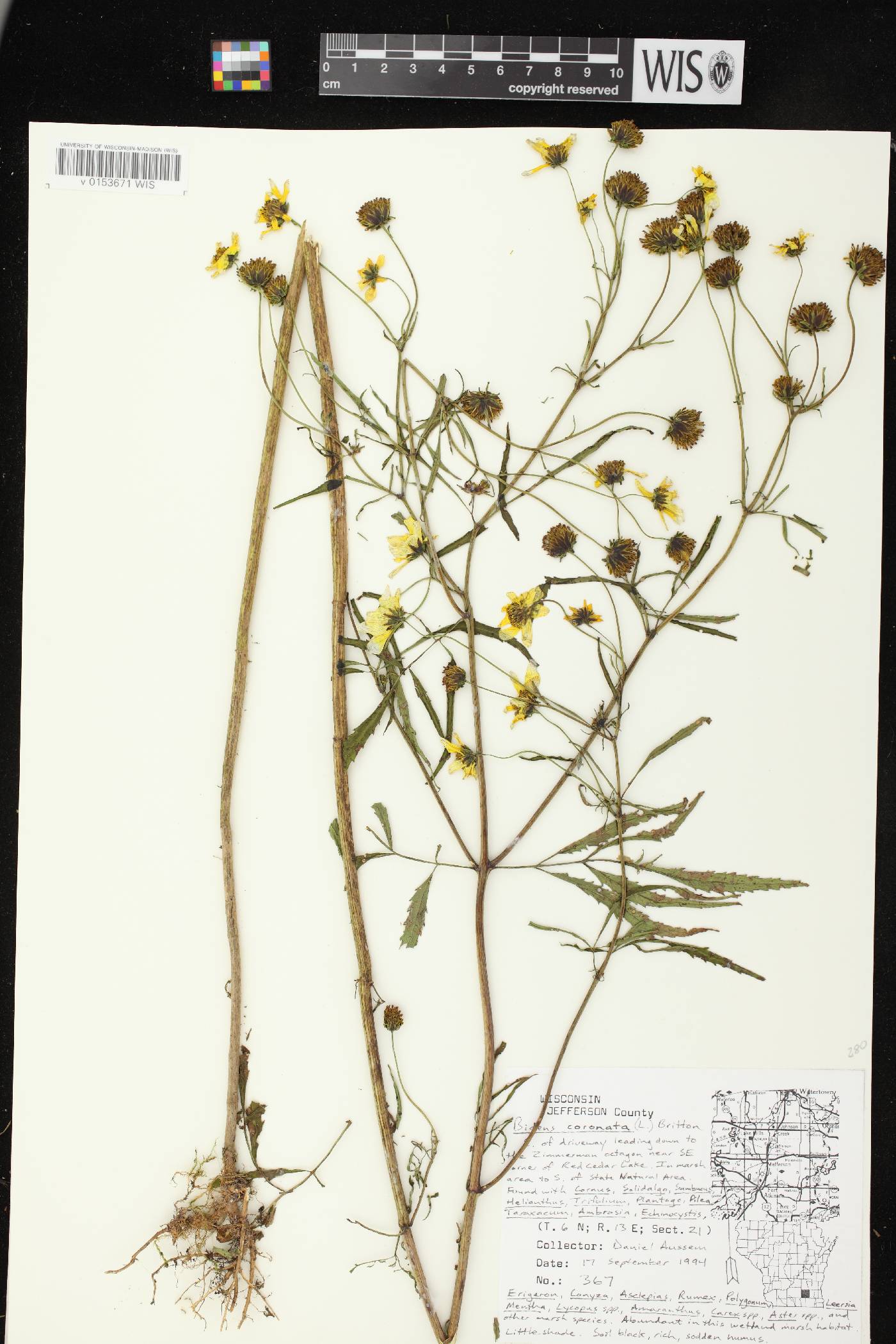Bidens trichosperma image