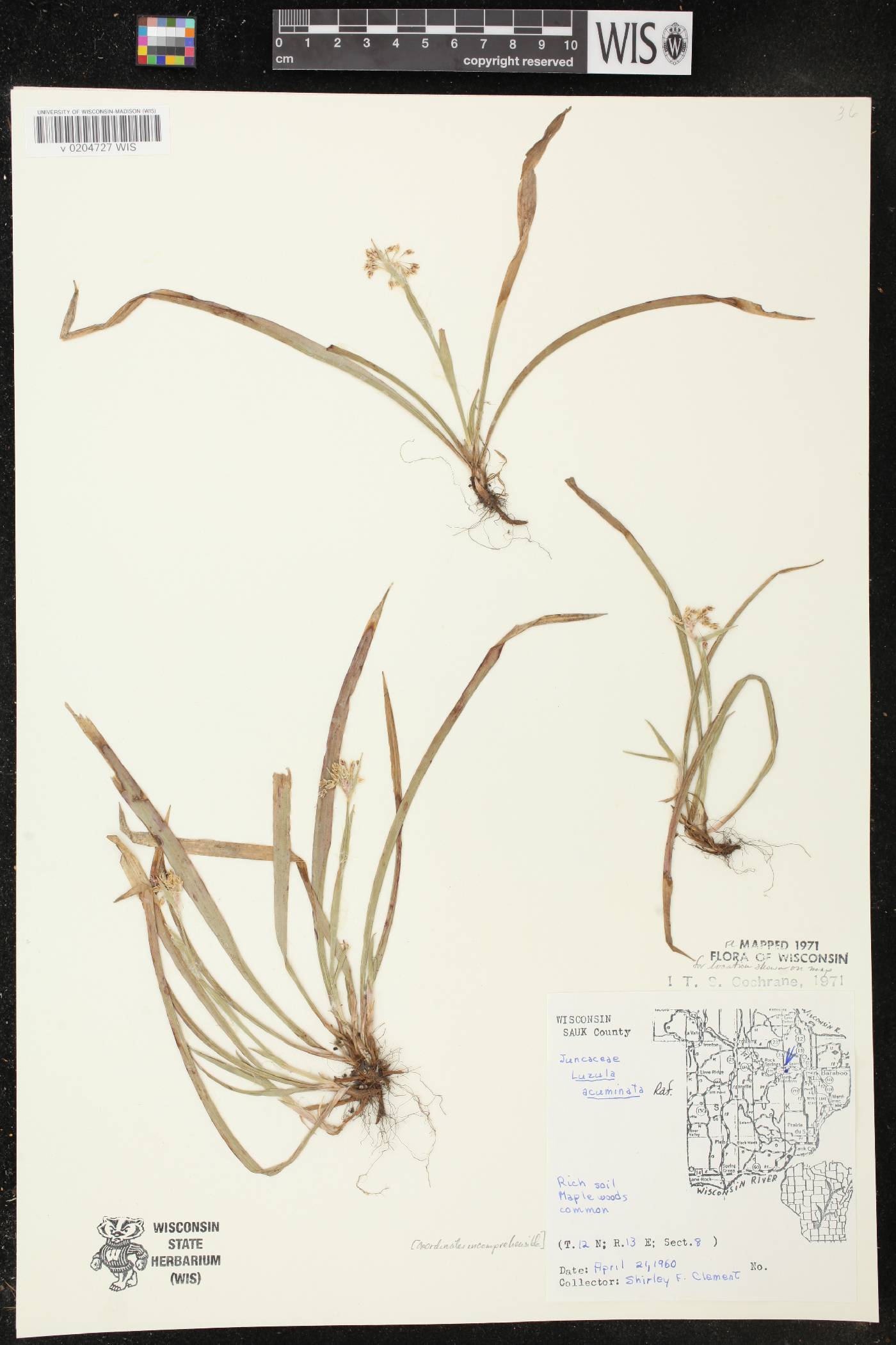 Luzula acuminata image