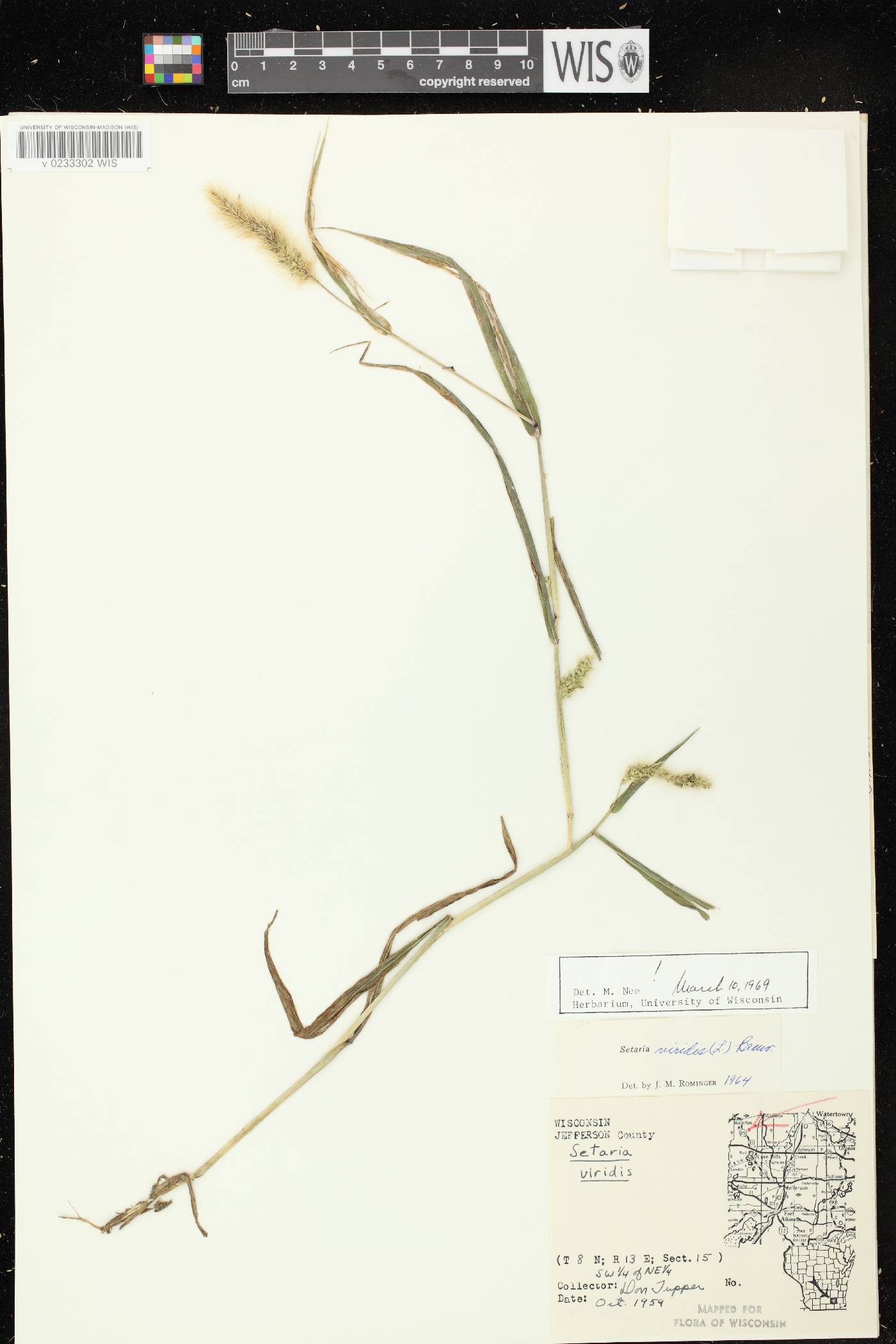 Setaria viridis var. viridis image