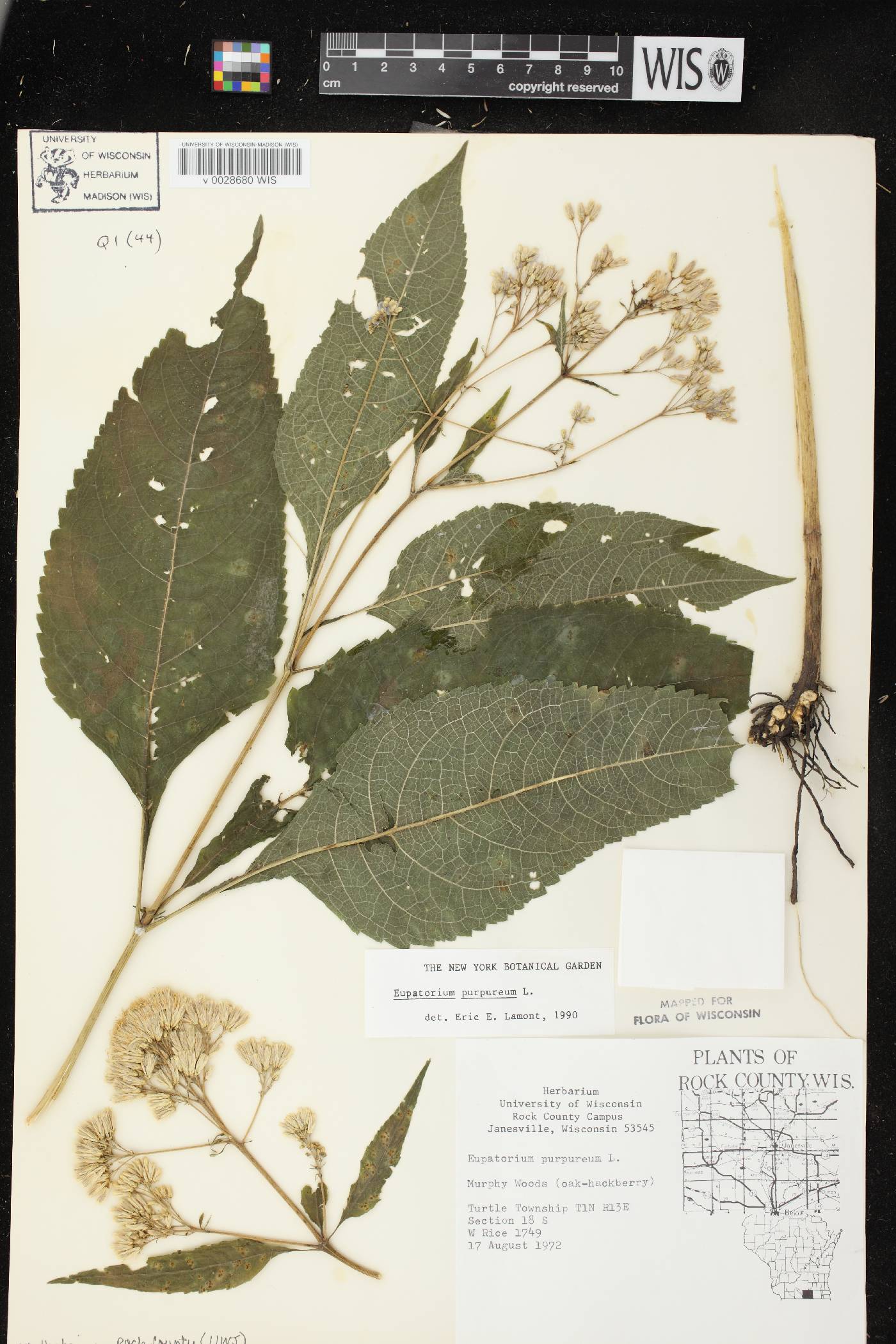 Eutrochium purpureum image