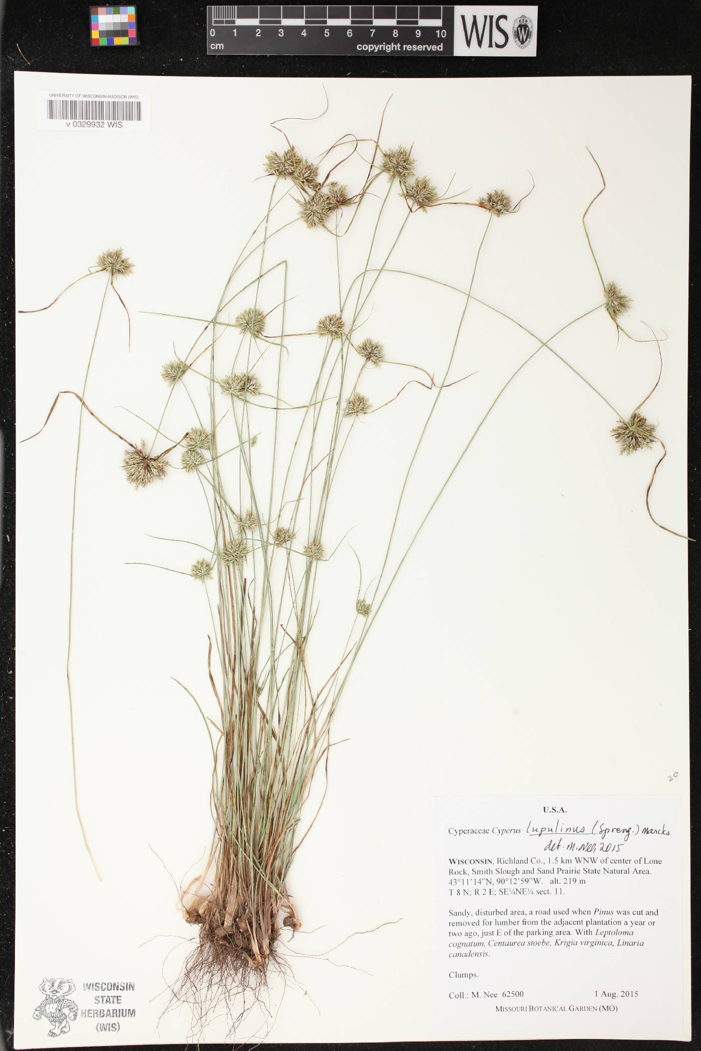 Cyperus lupulinus image