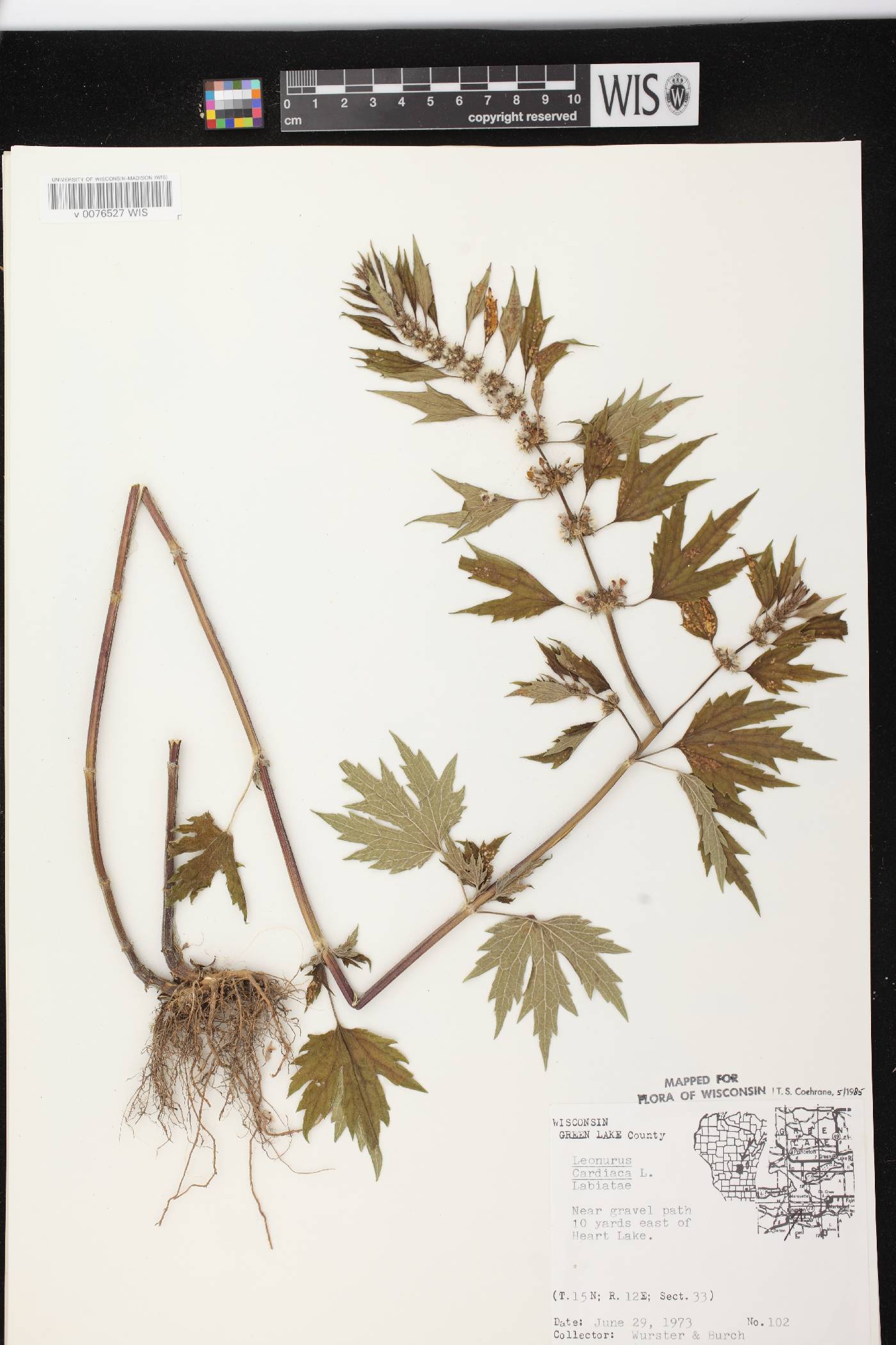 Leonurus cardiaca image