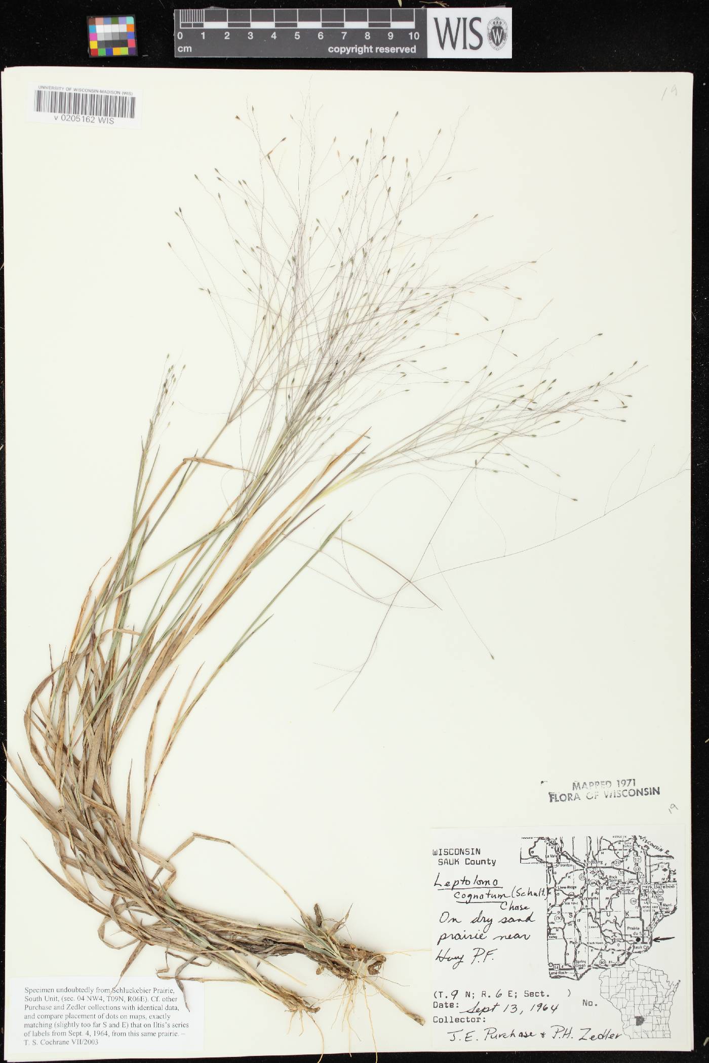 Digitaria cognata image
