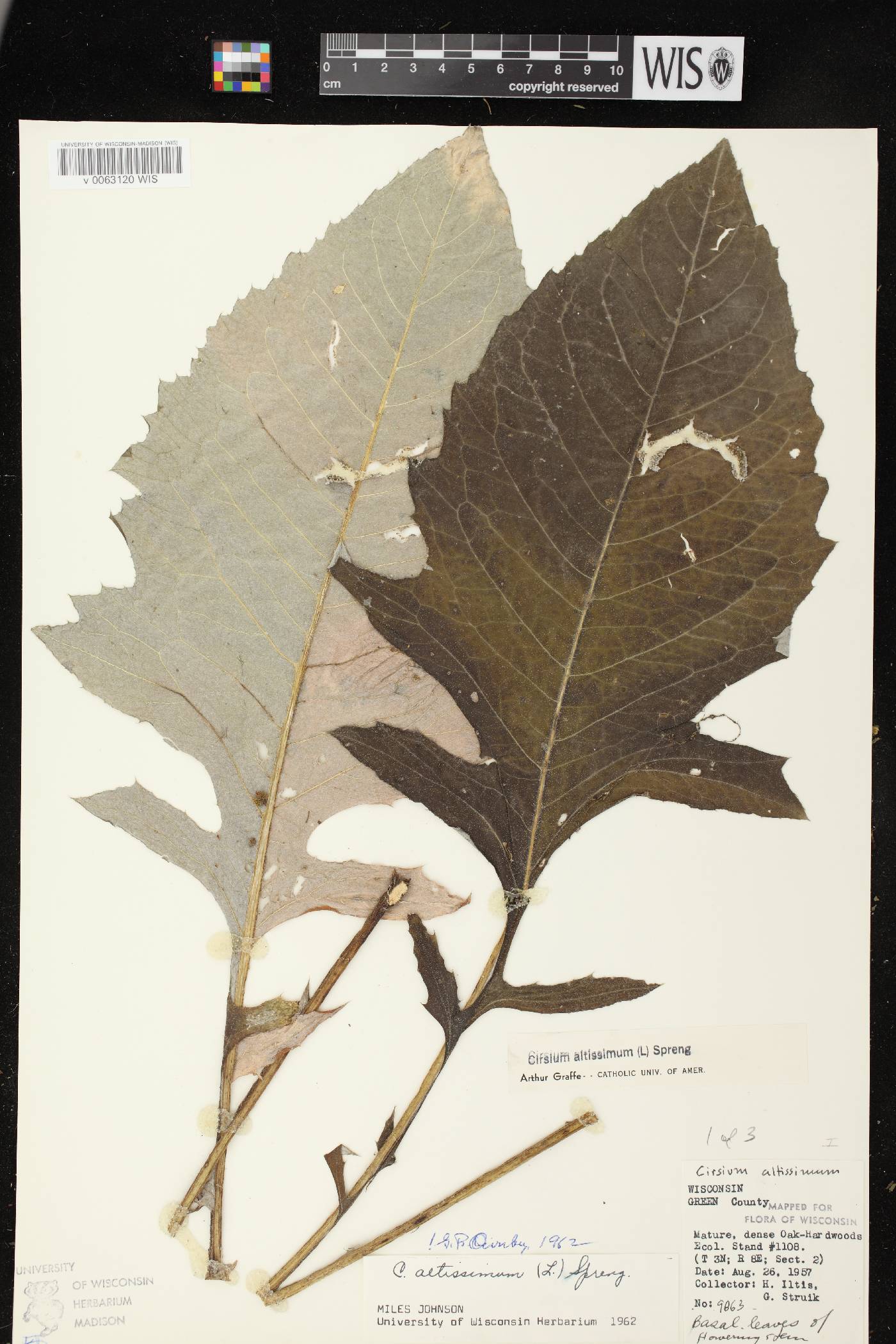 Cirsium altissimum image