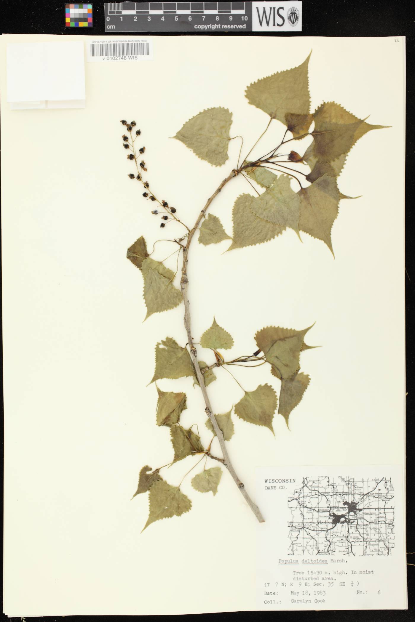 Populus deltoides subsp. monilifera image
