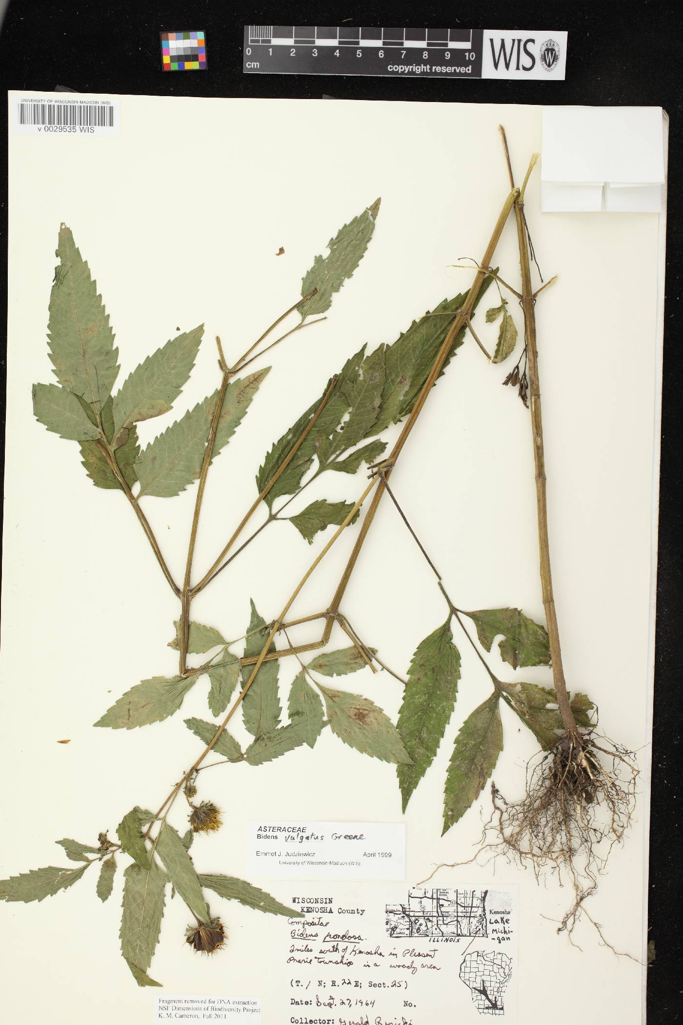 Bidens vulgata image