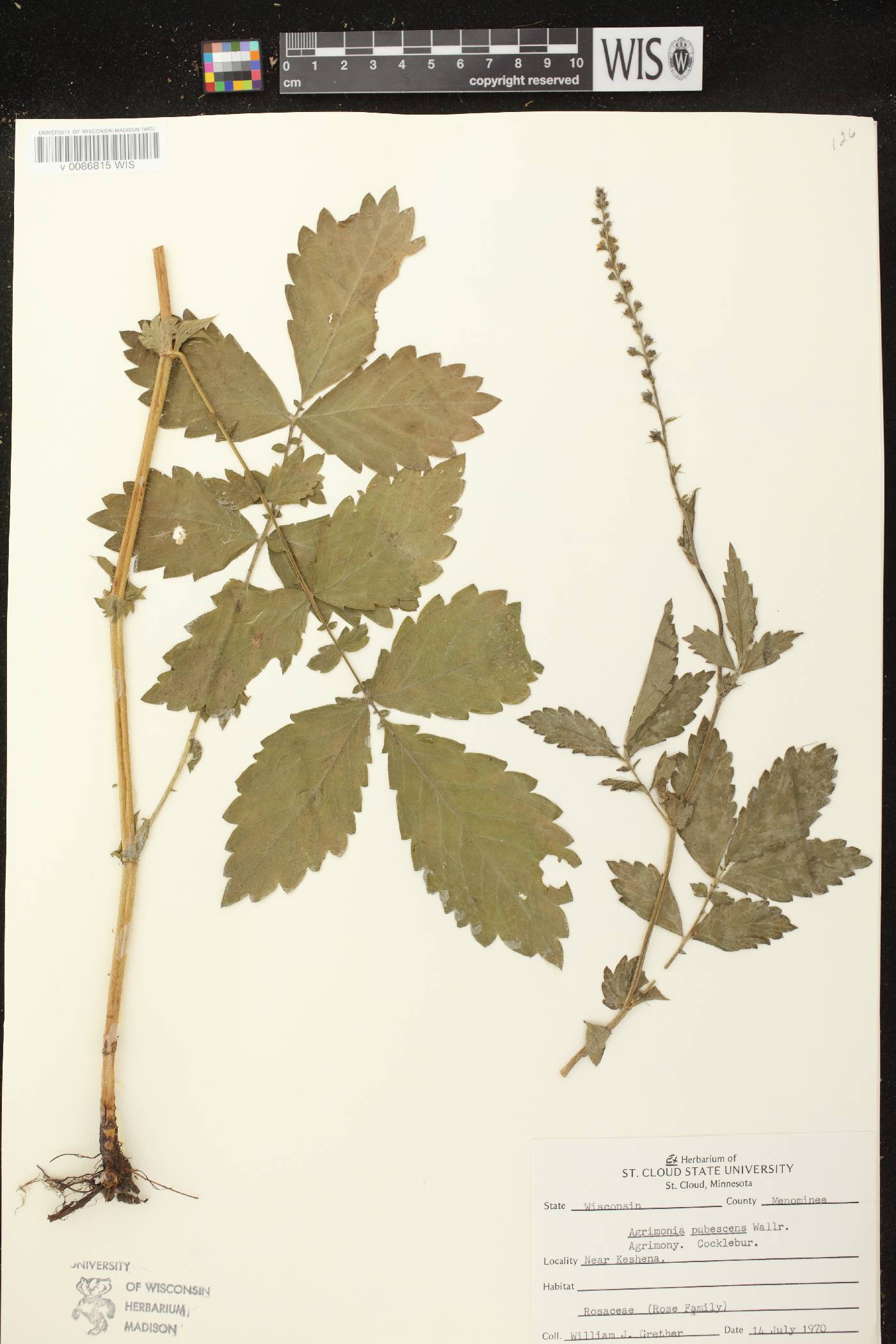 Agrimonia pubescens image