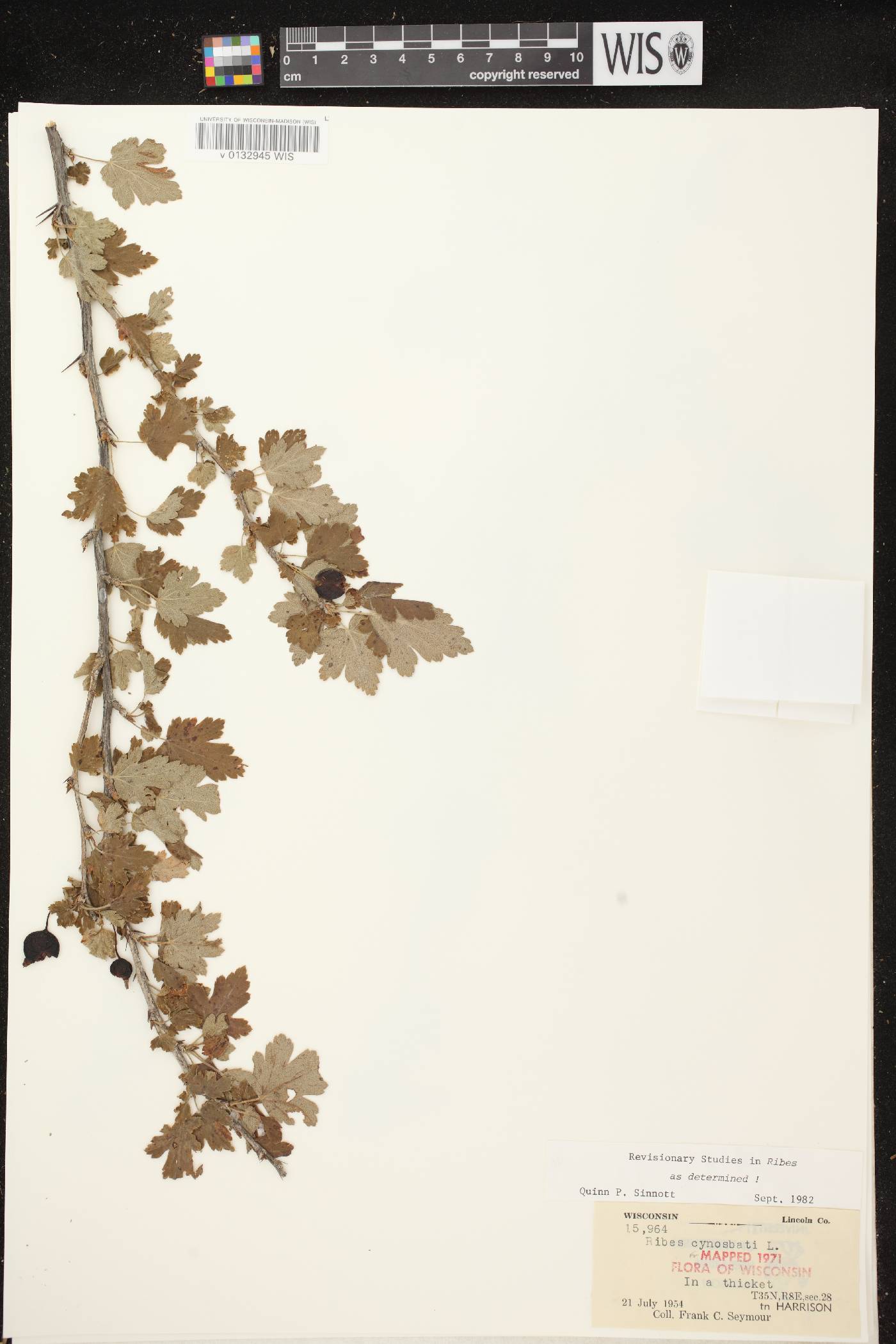 Ribes cynosbati image