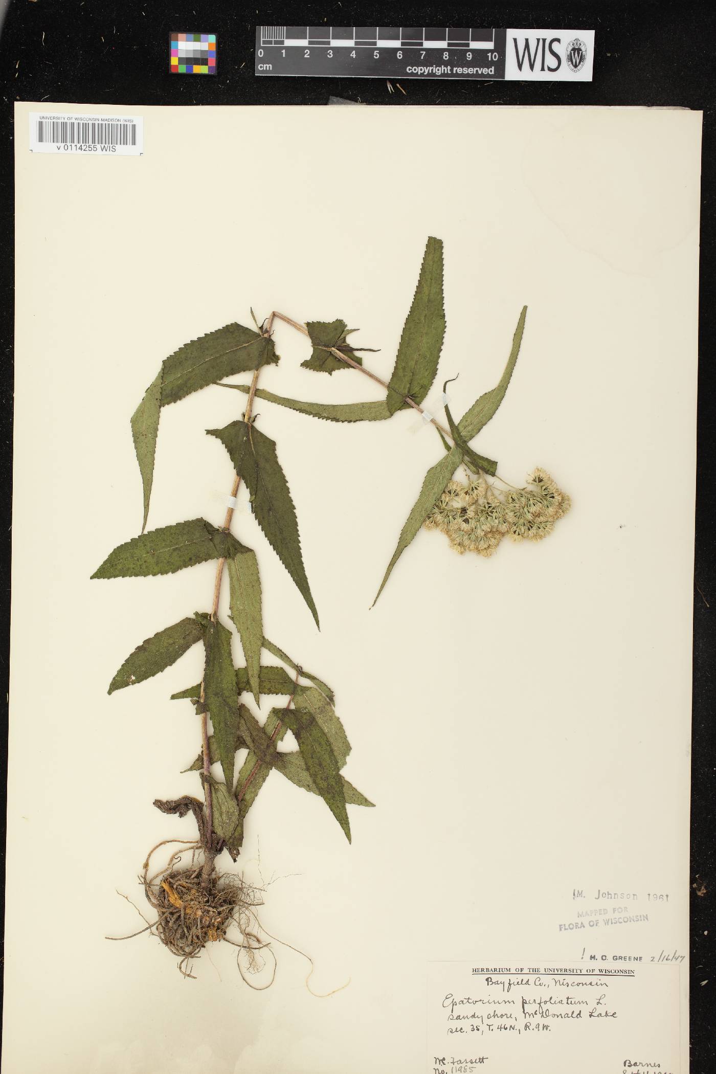 Eupatorium perfoliatum image