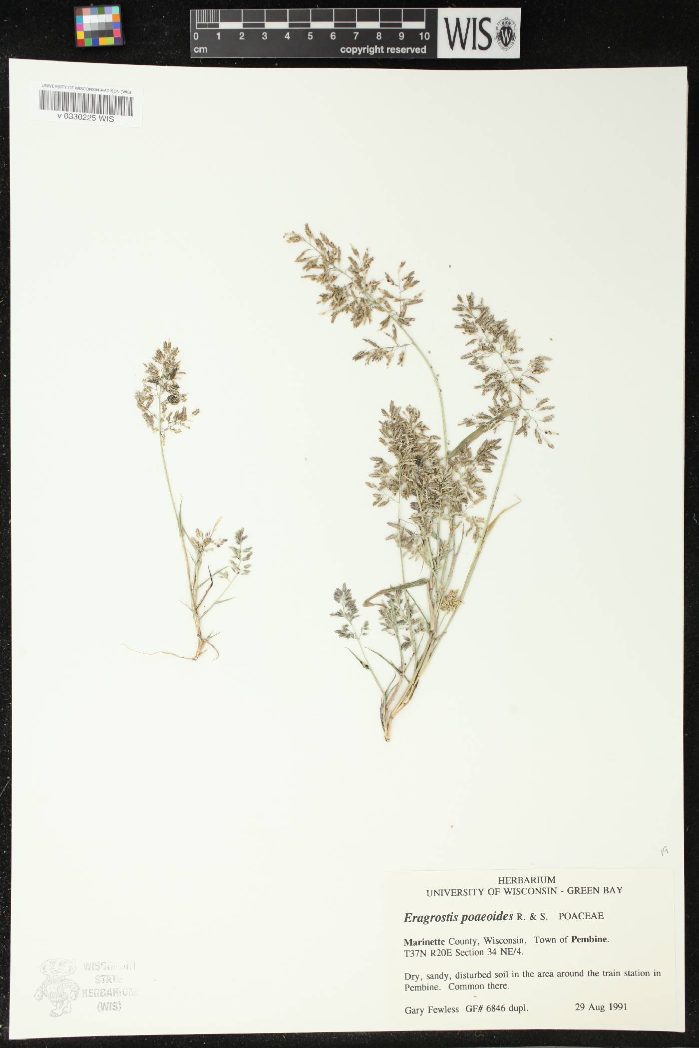 Eragrostis minor image