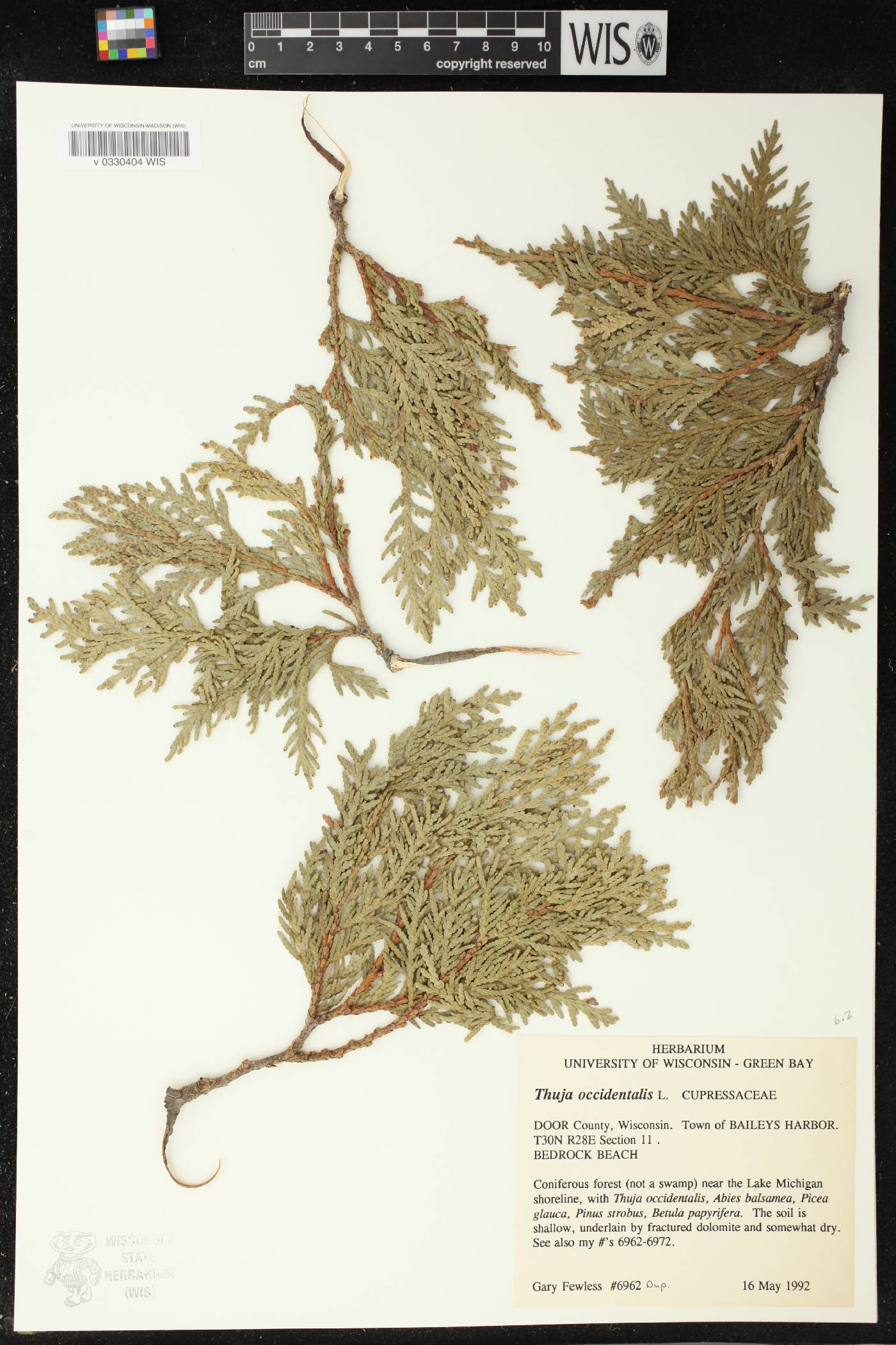 Thuja occidentalis image