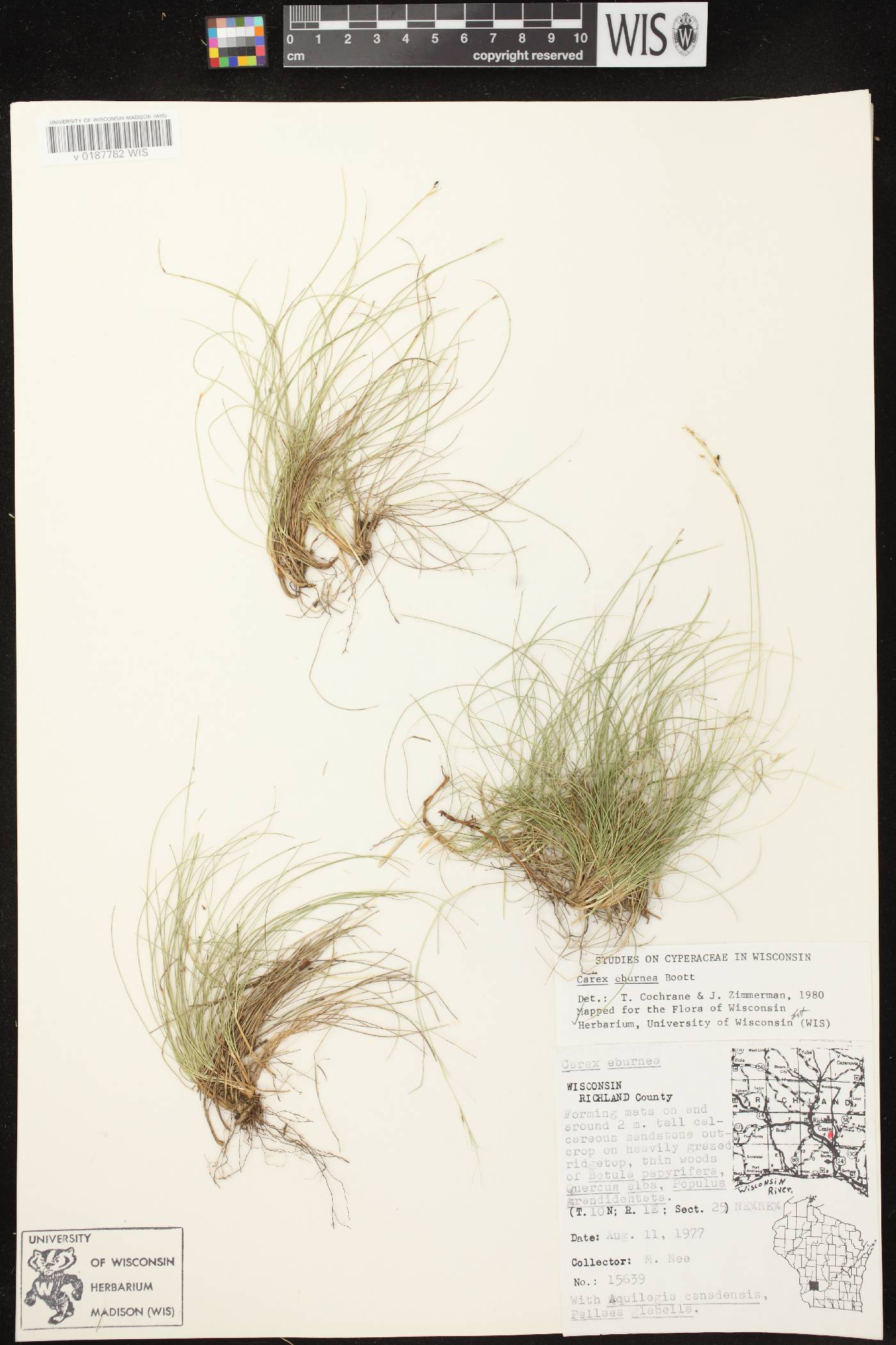Carex eburnea image