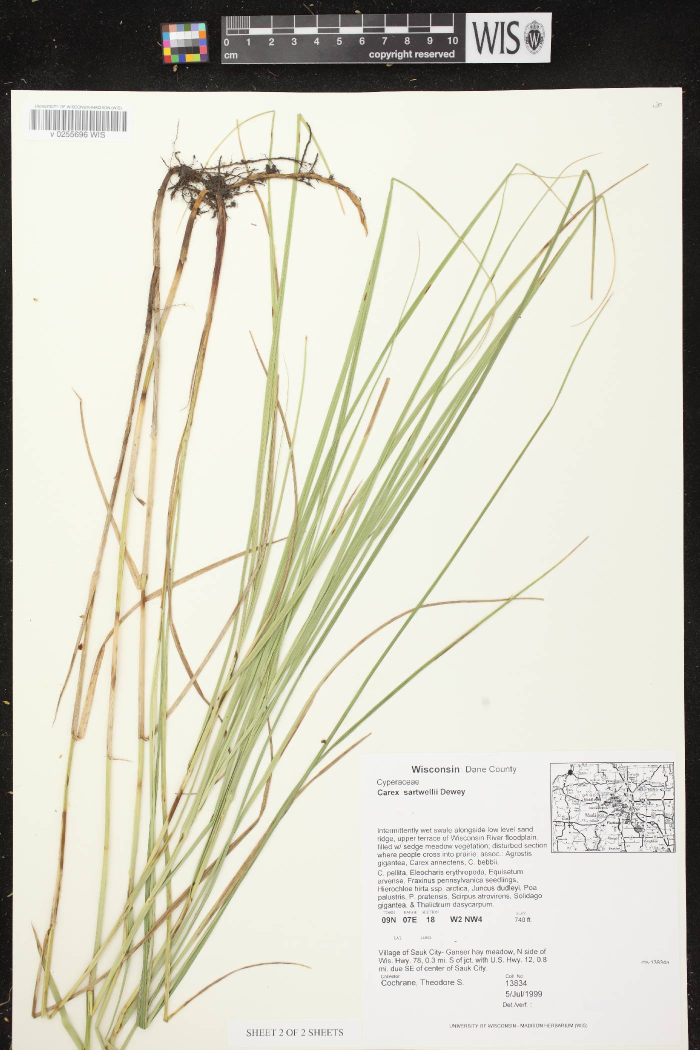 Carex sartwellii image