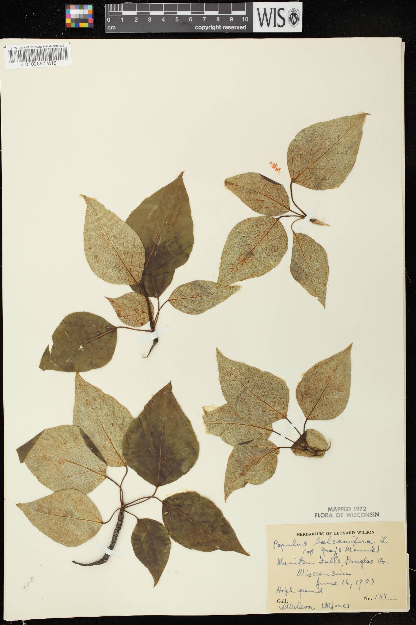 Populus balsamifera image