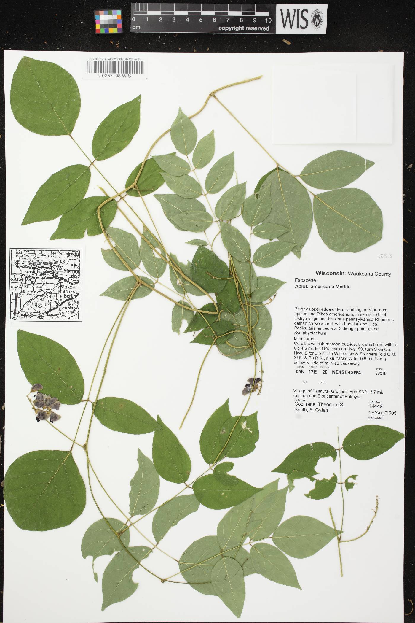 Apios americana image