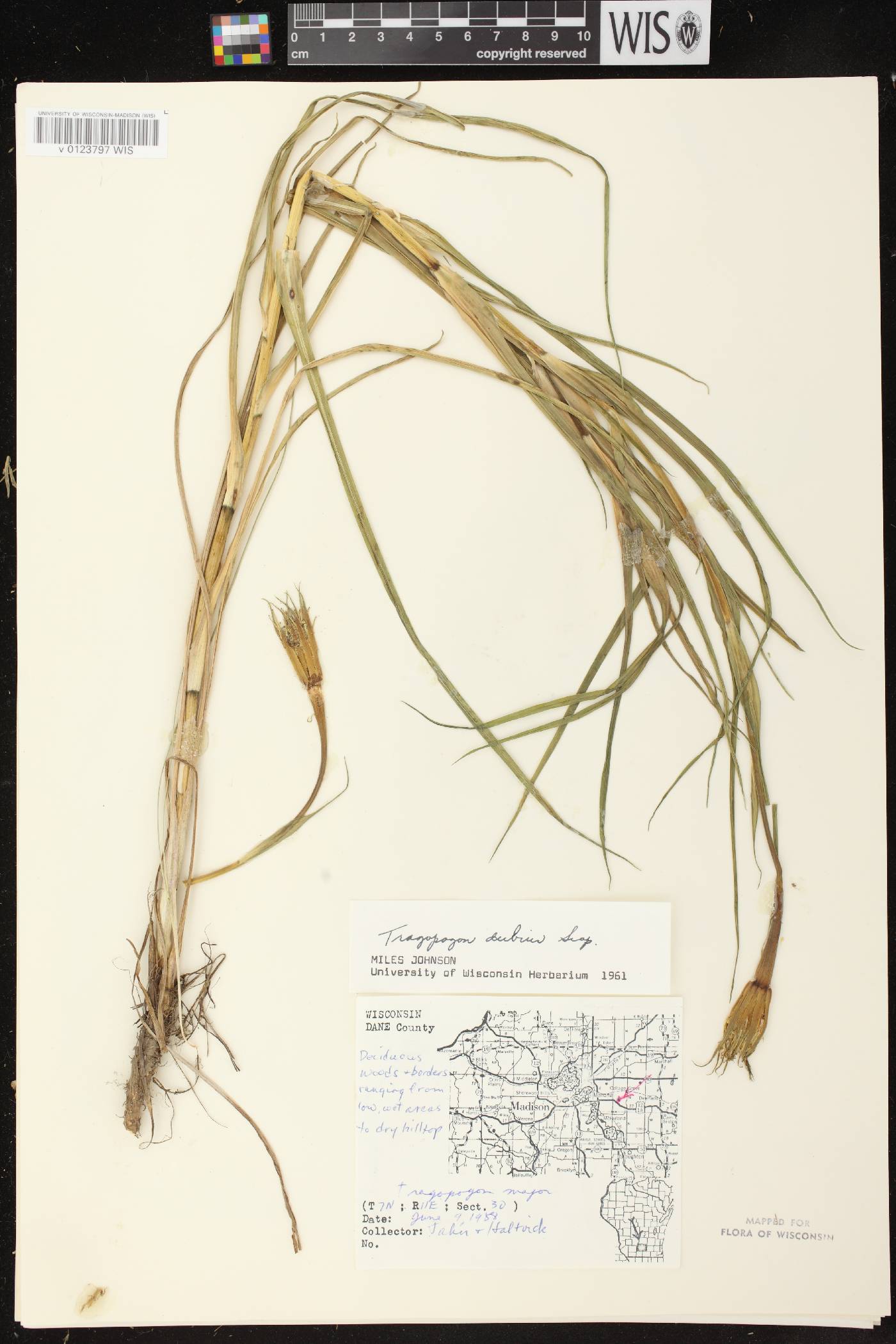Tragopogon dubius image