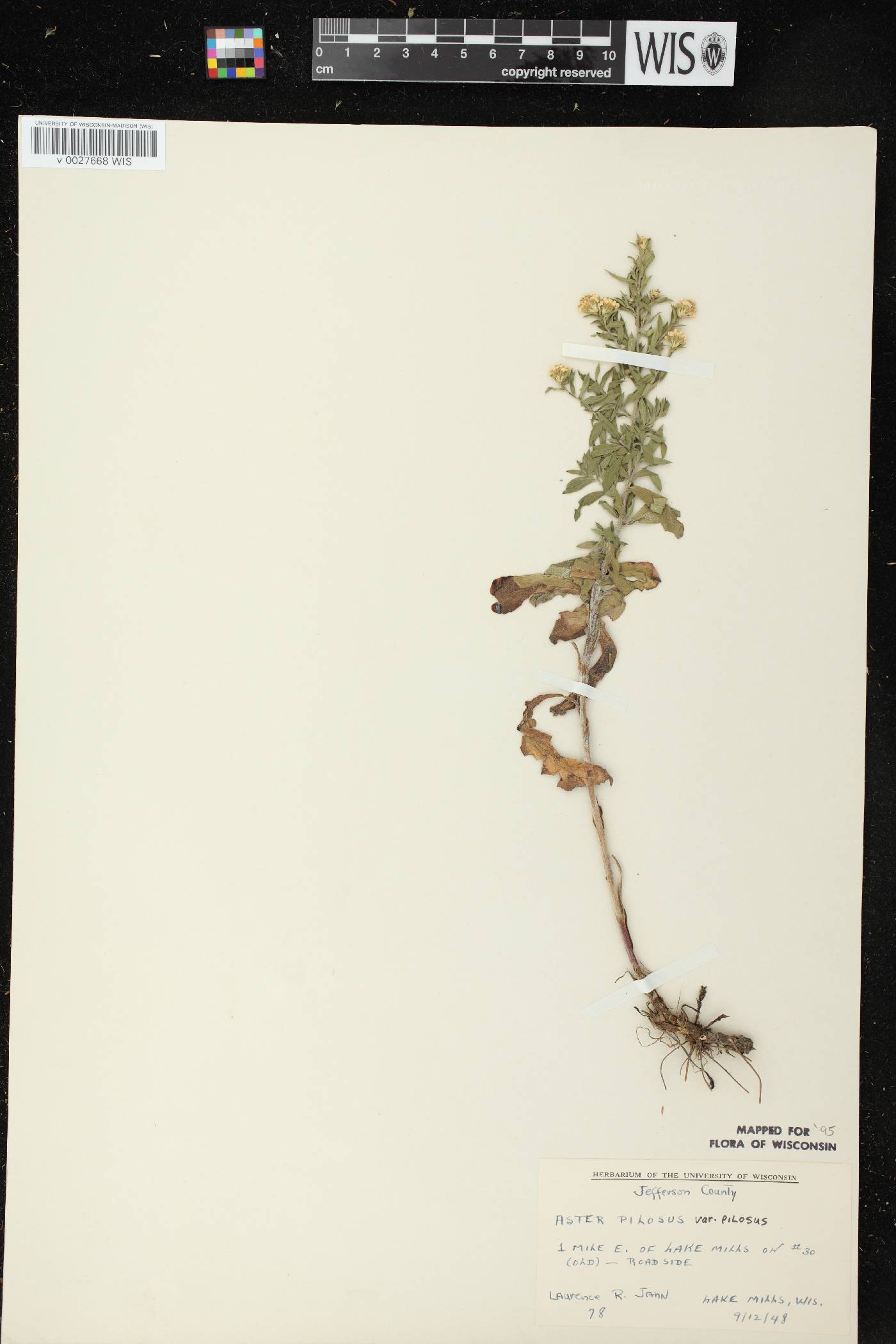Symphyotrichum pilosum image