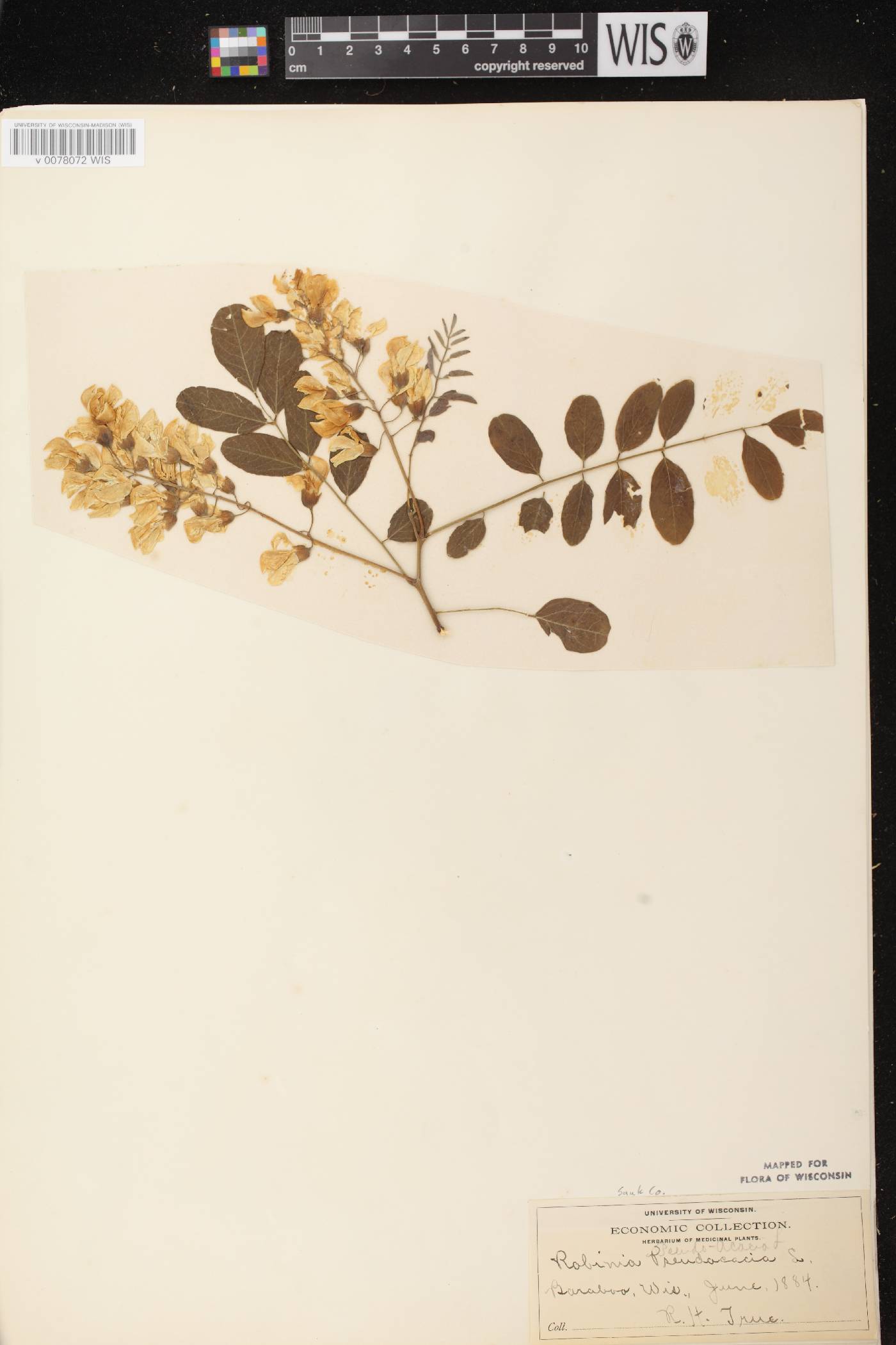 Robinia pseudoacacia image