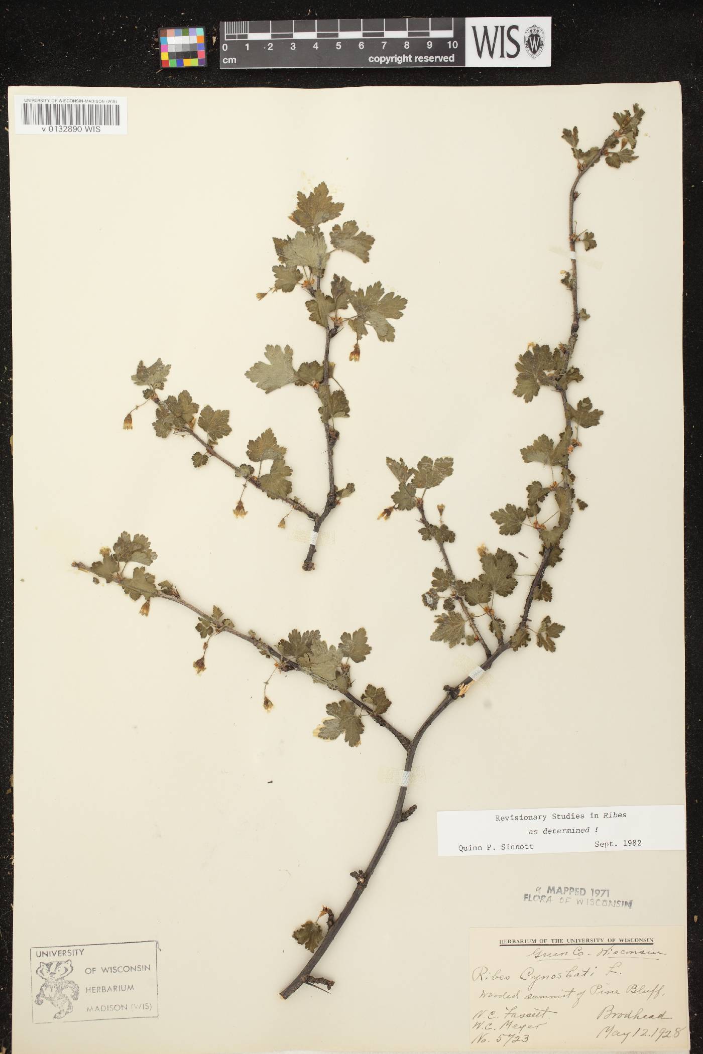 Ribes cynosbati image