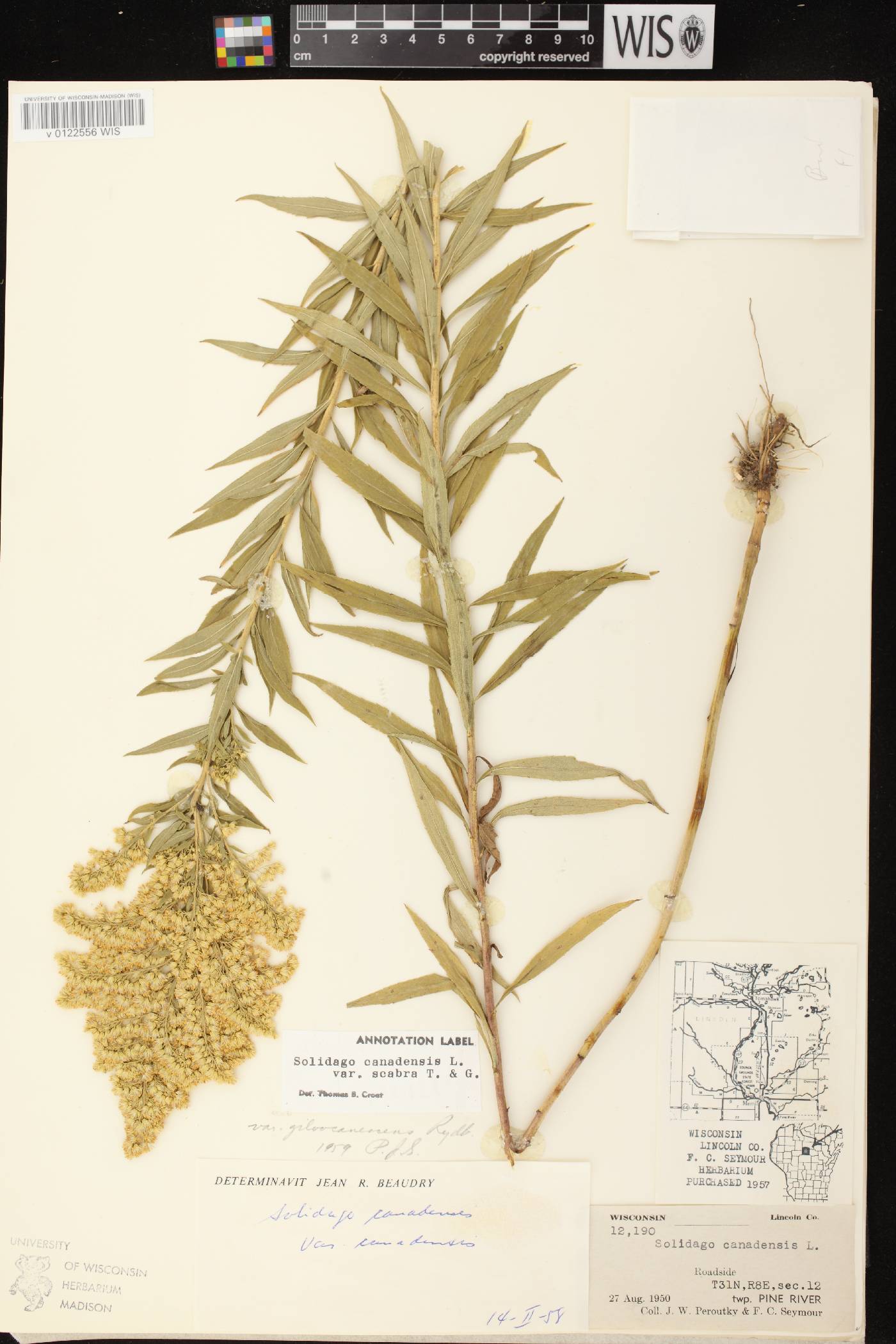 Solidago altissima subsp. altissima image