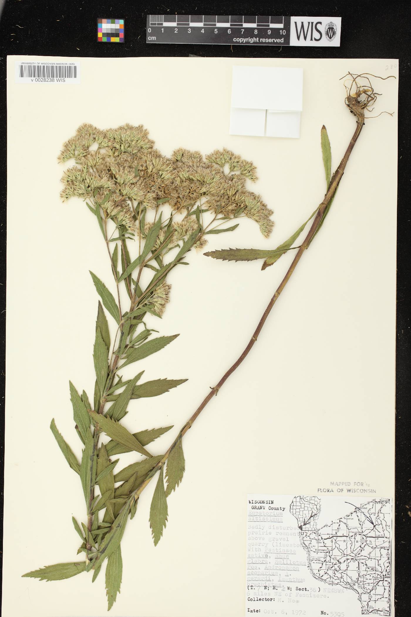 Eupatorium altissimum image