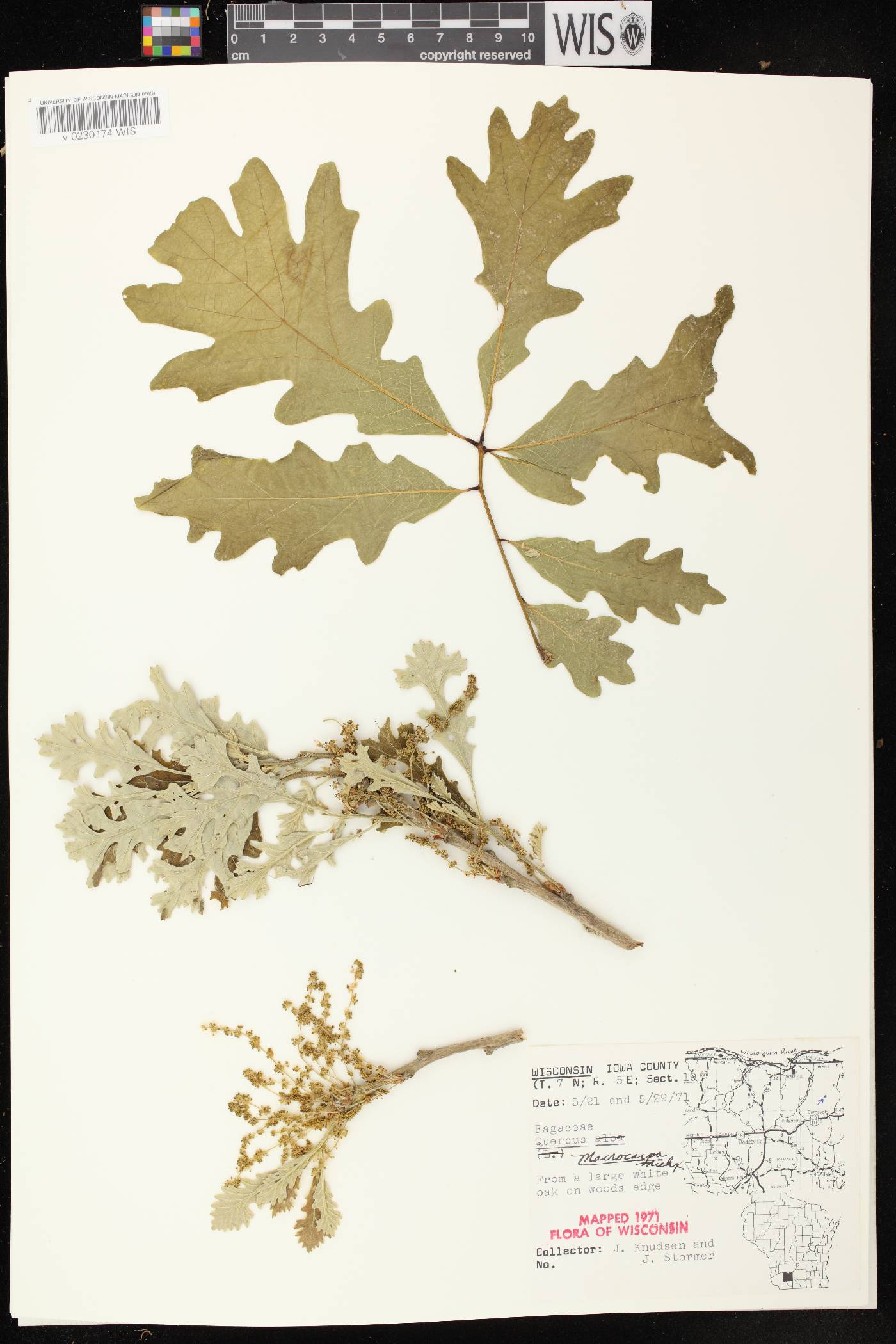 Quercus macrocarpa image
