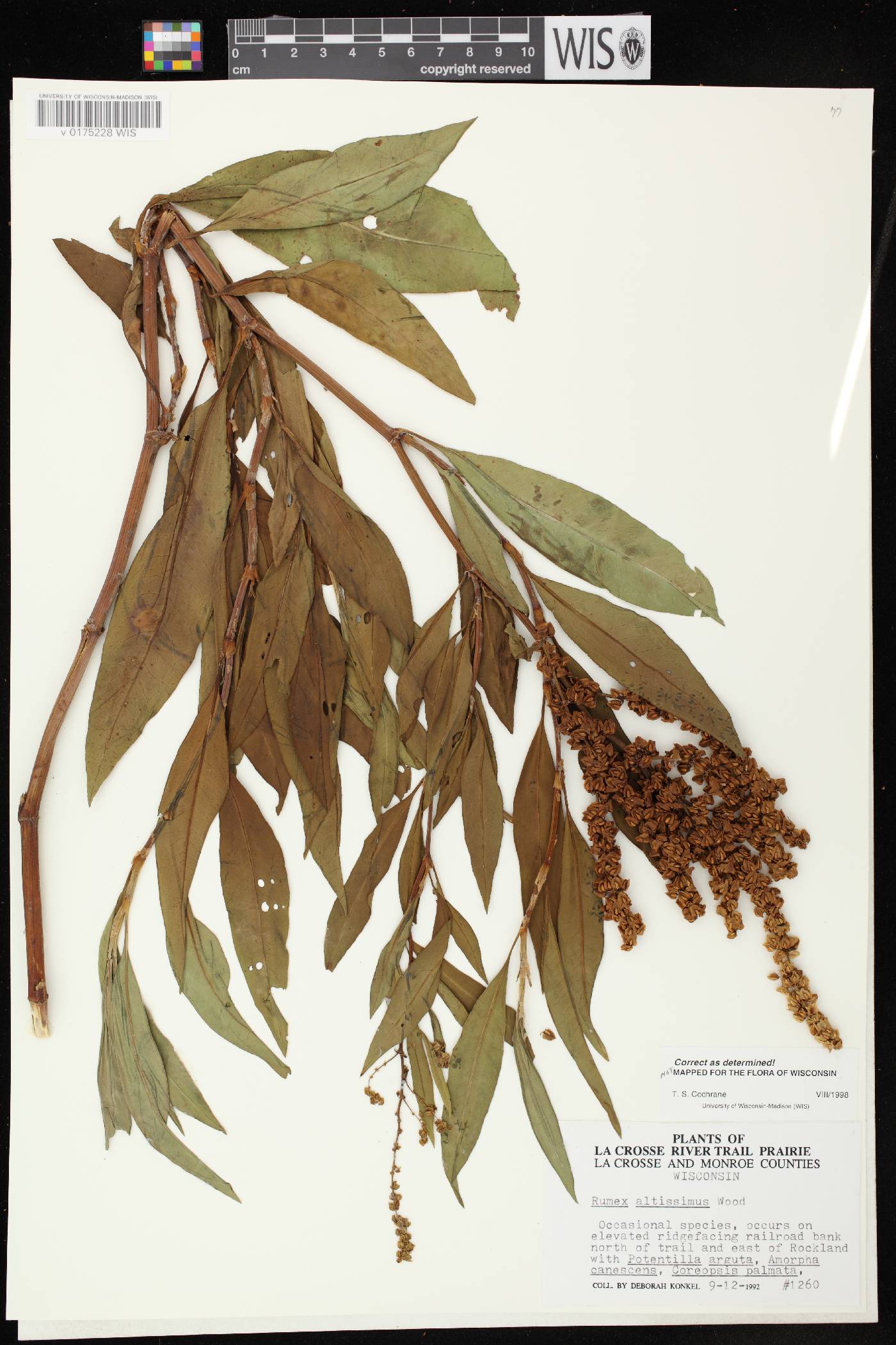 Rumex altissimus image